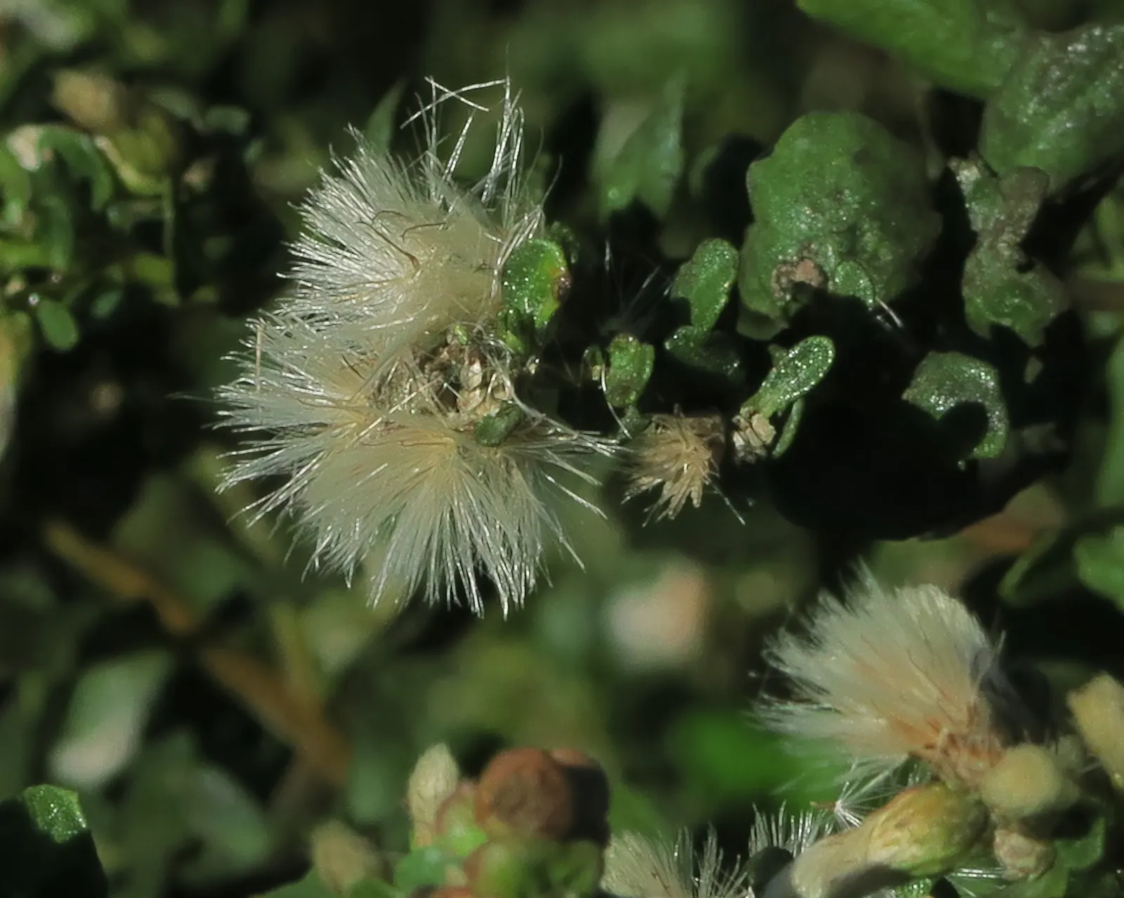 Dwarf Coyote Bush (Baccharis Pilularis) — contributing to an alluring and environmentally sensitive landscaping approach