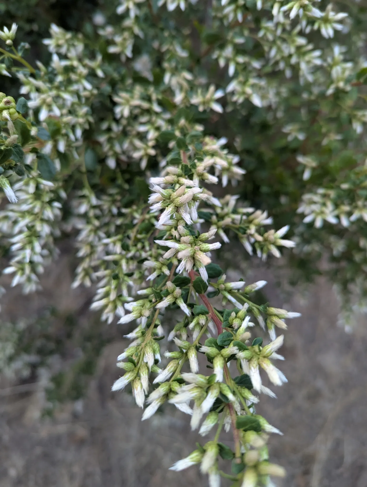 Dwarf Coyote Bush (Baccharis Pilularis) — white flowers in the garden