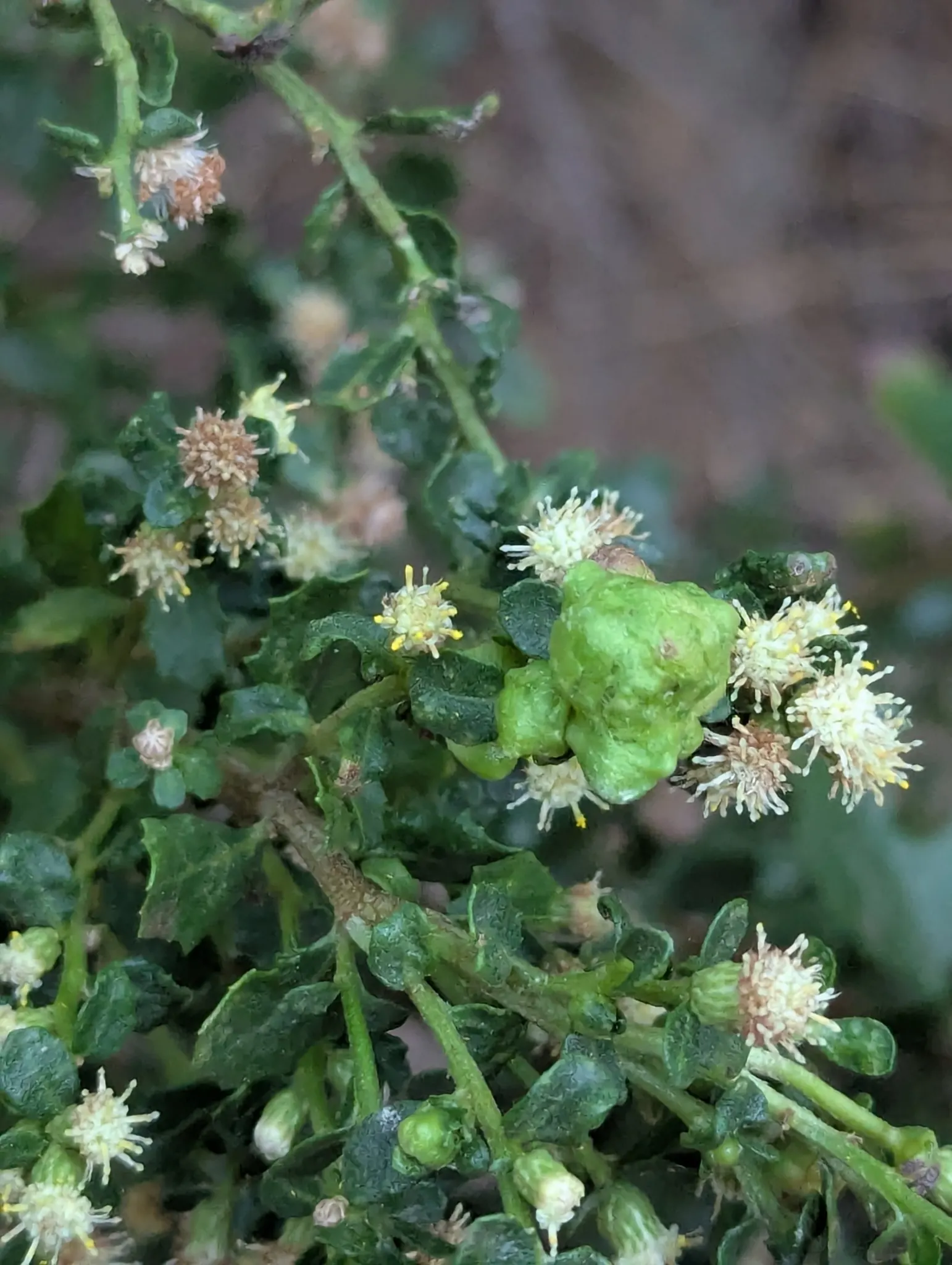 Dwarf Coyote Bush (Baccharis Pilularis) — Particularly well-suited for landscape designs aiming for a natural look