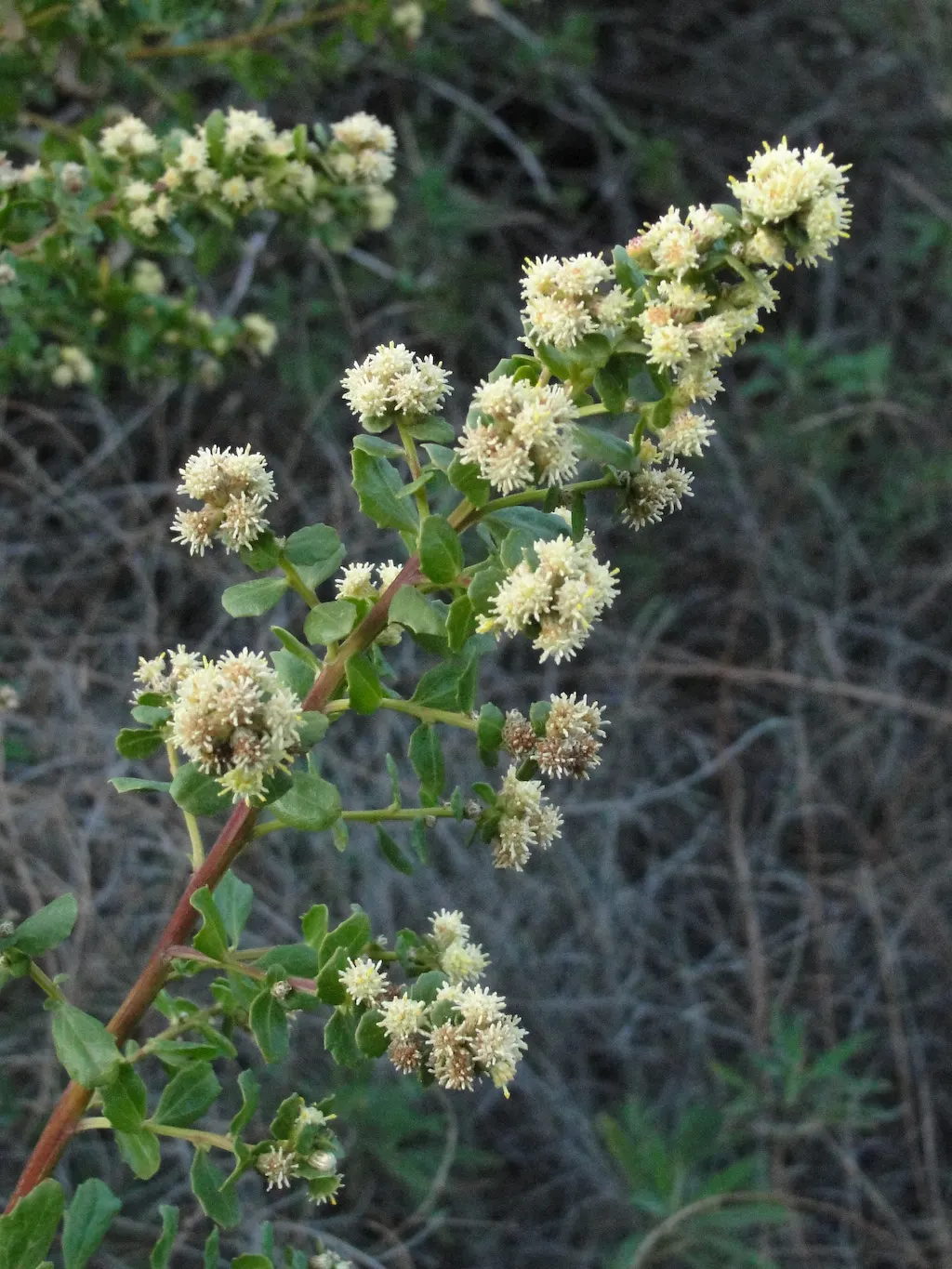 Dwarf Coyote Bush (Baccharis Pilularis) — ground cover / shrub with white blooms