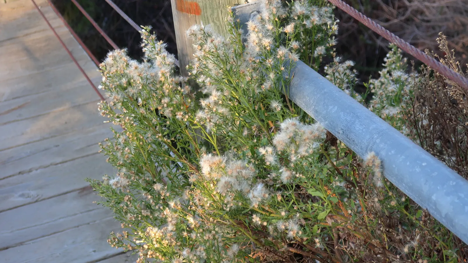 Dwarf Coyote Bush (Baccharis Pilularis) — making it an excellent choice for ground cover or for stabilizing slopes.<br><br>Its compact