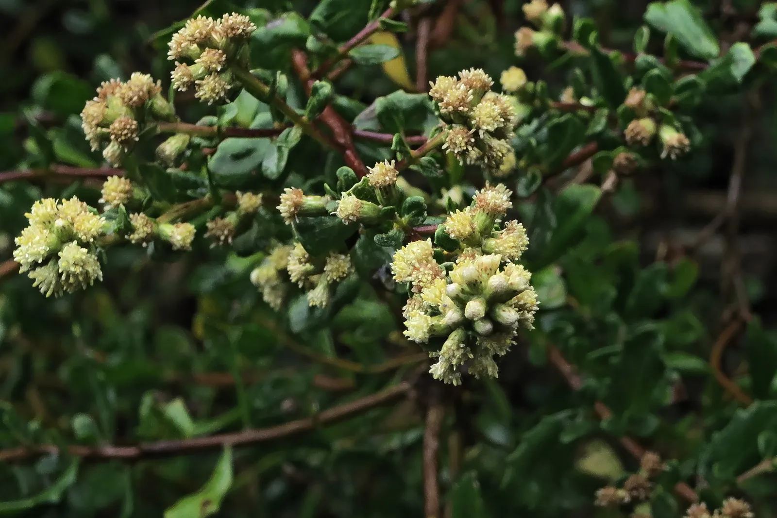 Dwarf Coyote Bush (Baccharis Pilularis) — this hardy plant typically reaches 2 to 3 feet in height with a spread of about 4 to 6 feet; the Dwarf Coyote Bush is