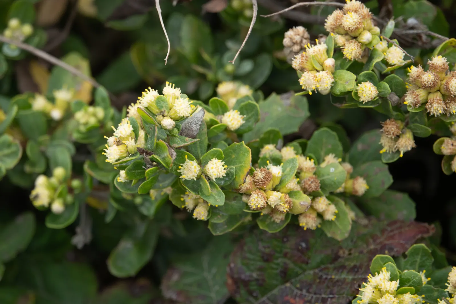 Dwarf Coyote Bush (Baccharis Pilularis) — is a versatile and low-maintenance evergreen shrub native to the western United States; ground cover / shrub for full