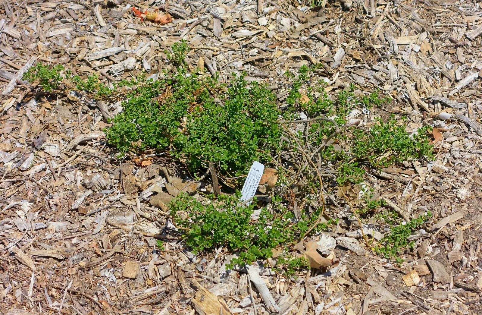 Dwarf Coyote Bush (Baccharis Pilularis) — Drought-tolerant once established and adaptable to various soils