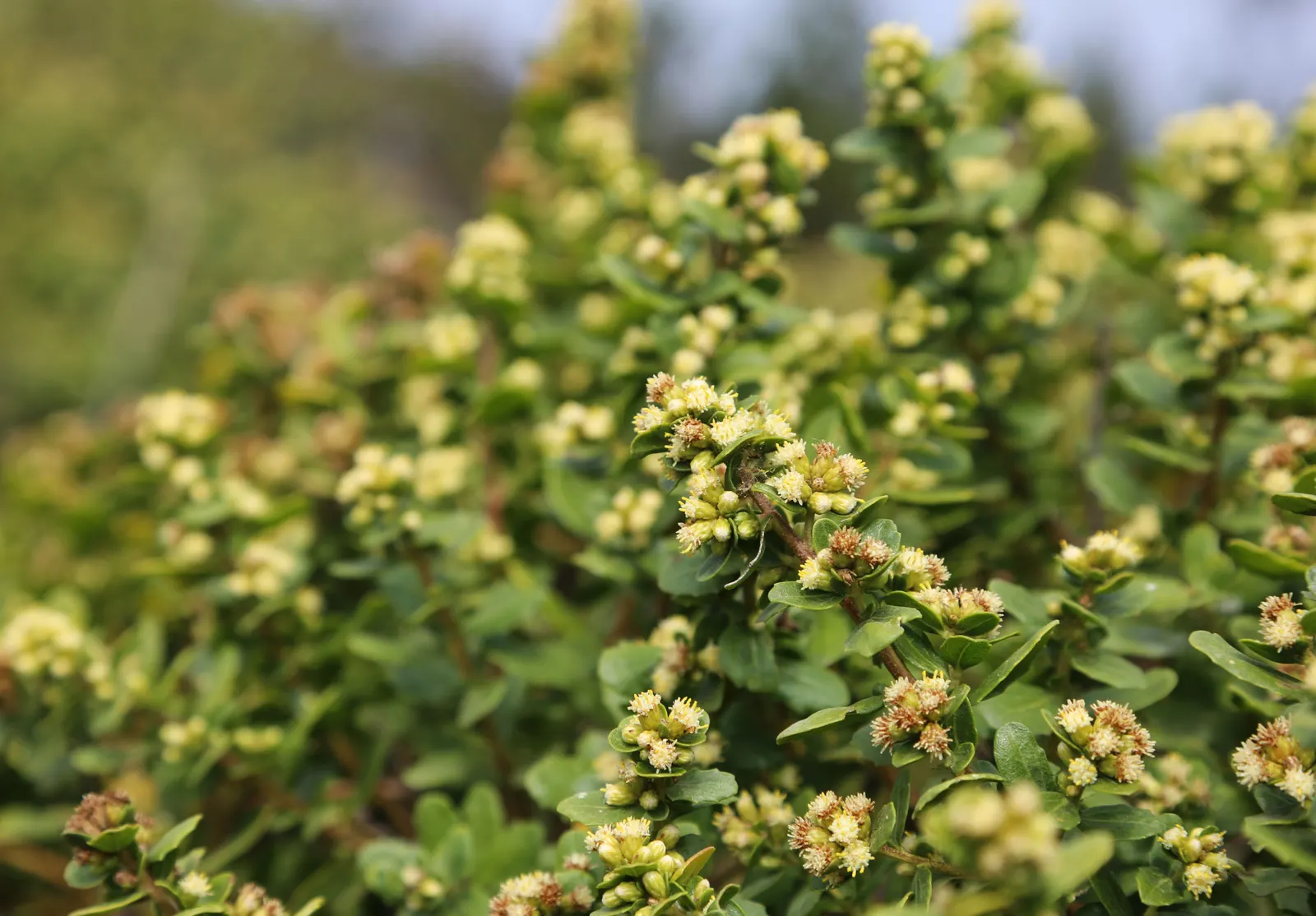 Dwarf Coyote Bush (Baccharis Pilularis) — The Dwarf Coyote Bush (Baccharis pilularis) is a compact evergreen shrub, ideal for low-maintenance landscapes