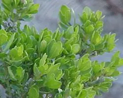 Dwarf Coyote Bush (Baccharis Pilularis) — Its small, glossy green leaves and fluffy white flowers, which bloom in autumn, attract beneficial insects; or as an