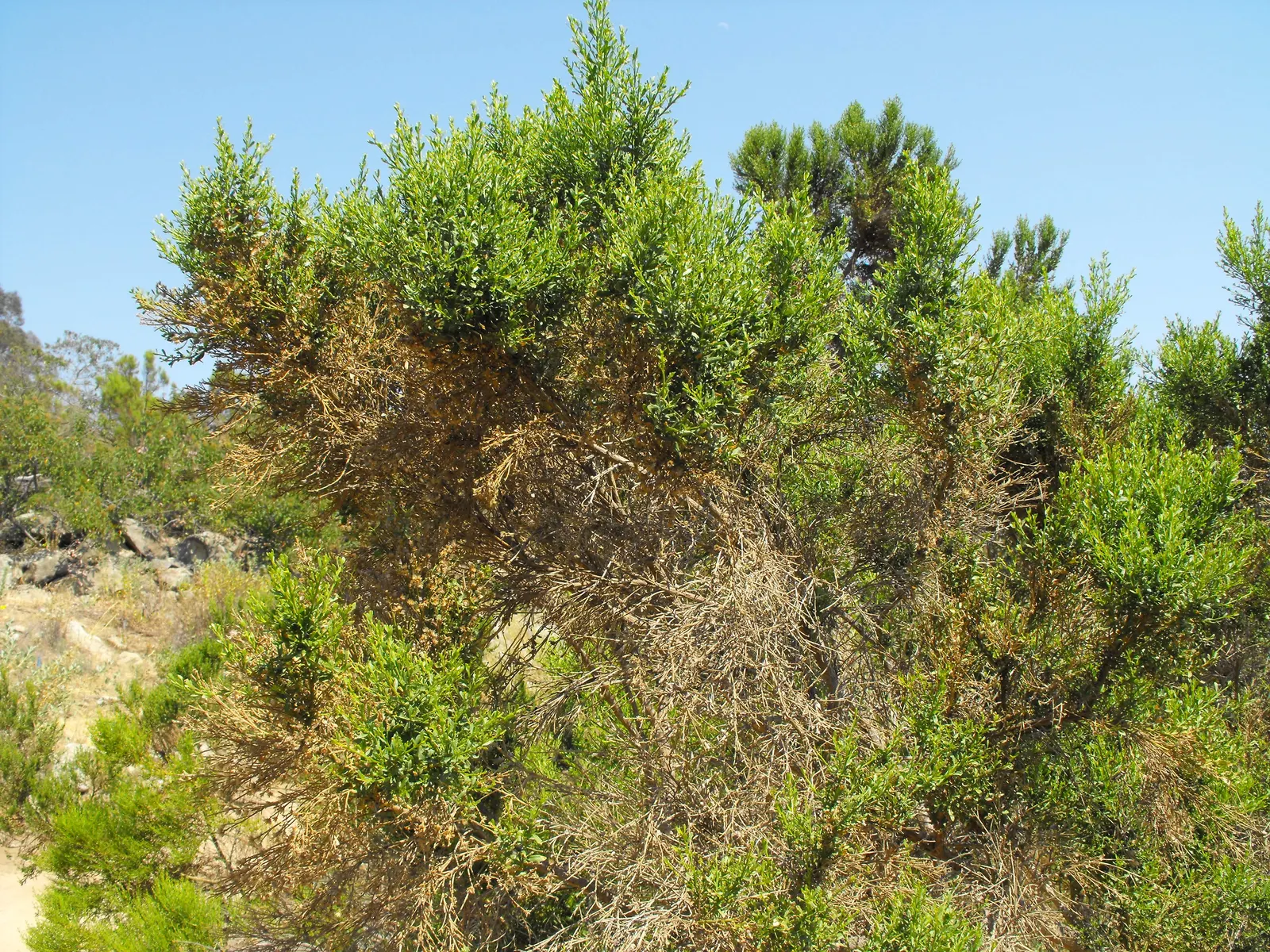 Dwarf Coyote Bush (Baccharis Pilularis) — Particularly well-suited for landscape designs aiming for a natural look; is a versatile and low-maintenance