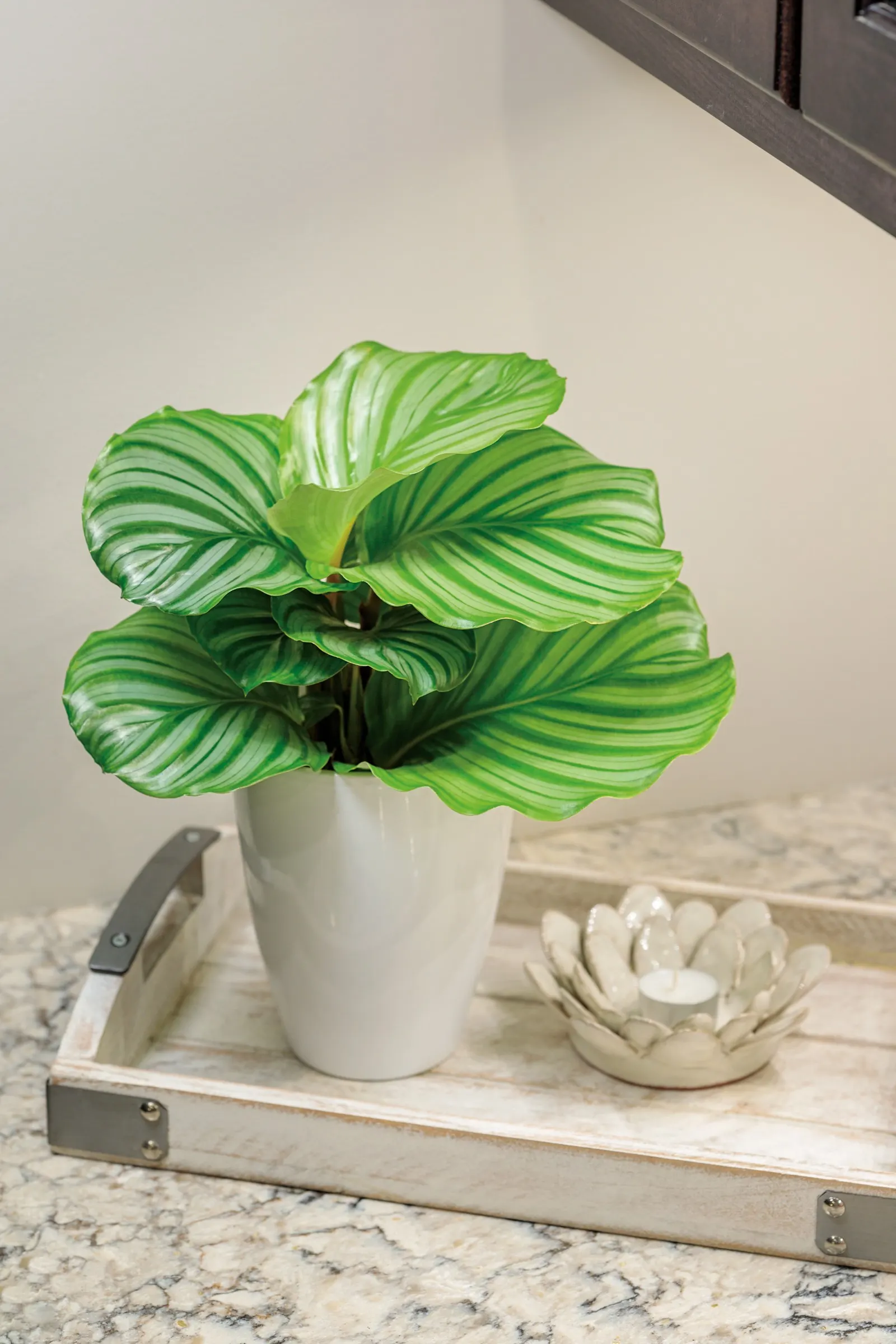 Orbifolia Prayer Plant (Calathea orbifolia) — is a striking tropical houseplant with broad
