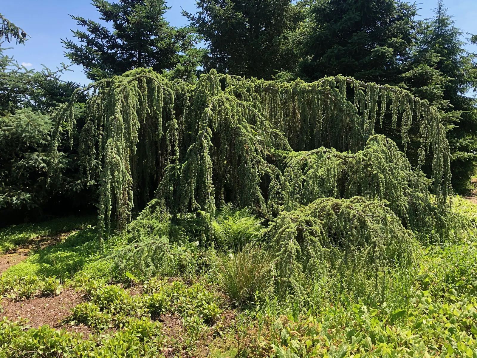 Weeping Blue Atlas Cedar (Cedrus Atlantica 'Glauca Pendula') — preferring full sun which enhances the vibrancy of its needle color