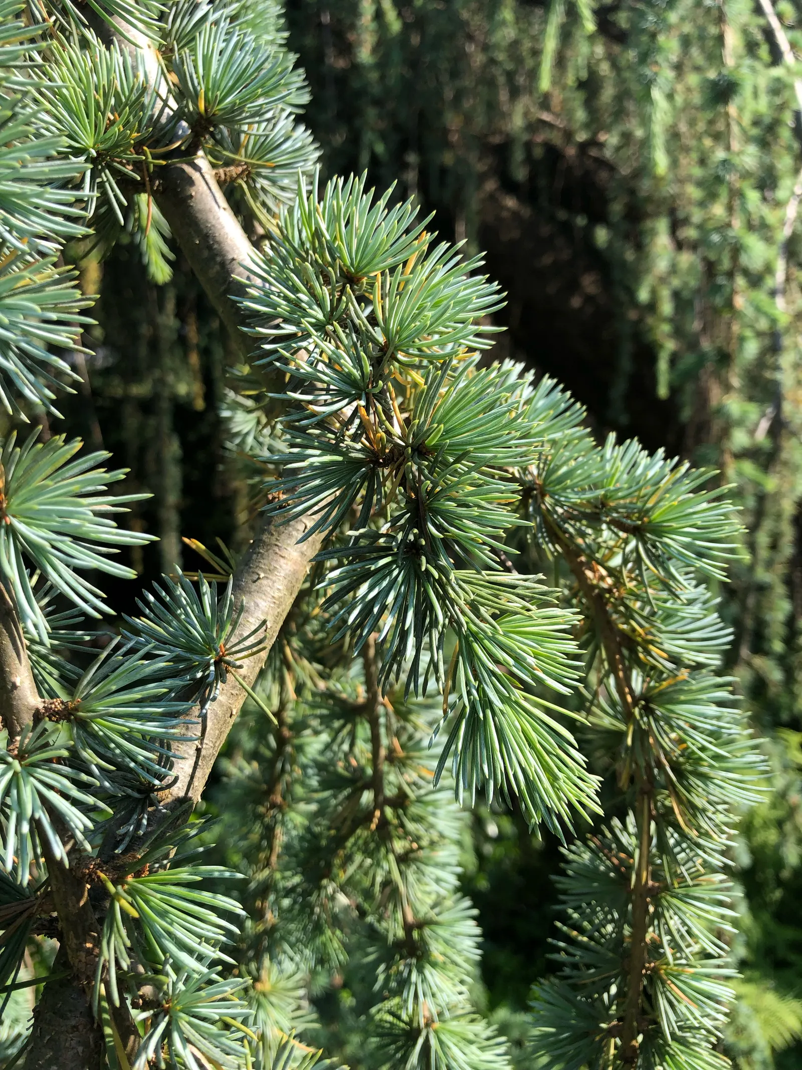Weeping Blue Atlas Cedar (Cedrus Atlantica 'Glauca Pendula') — This stunning specimen tree is celebrated for its unique