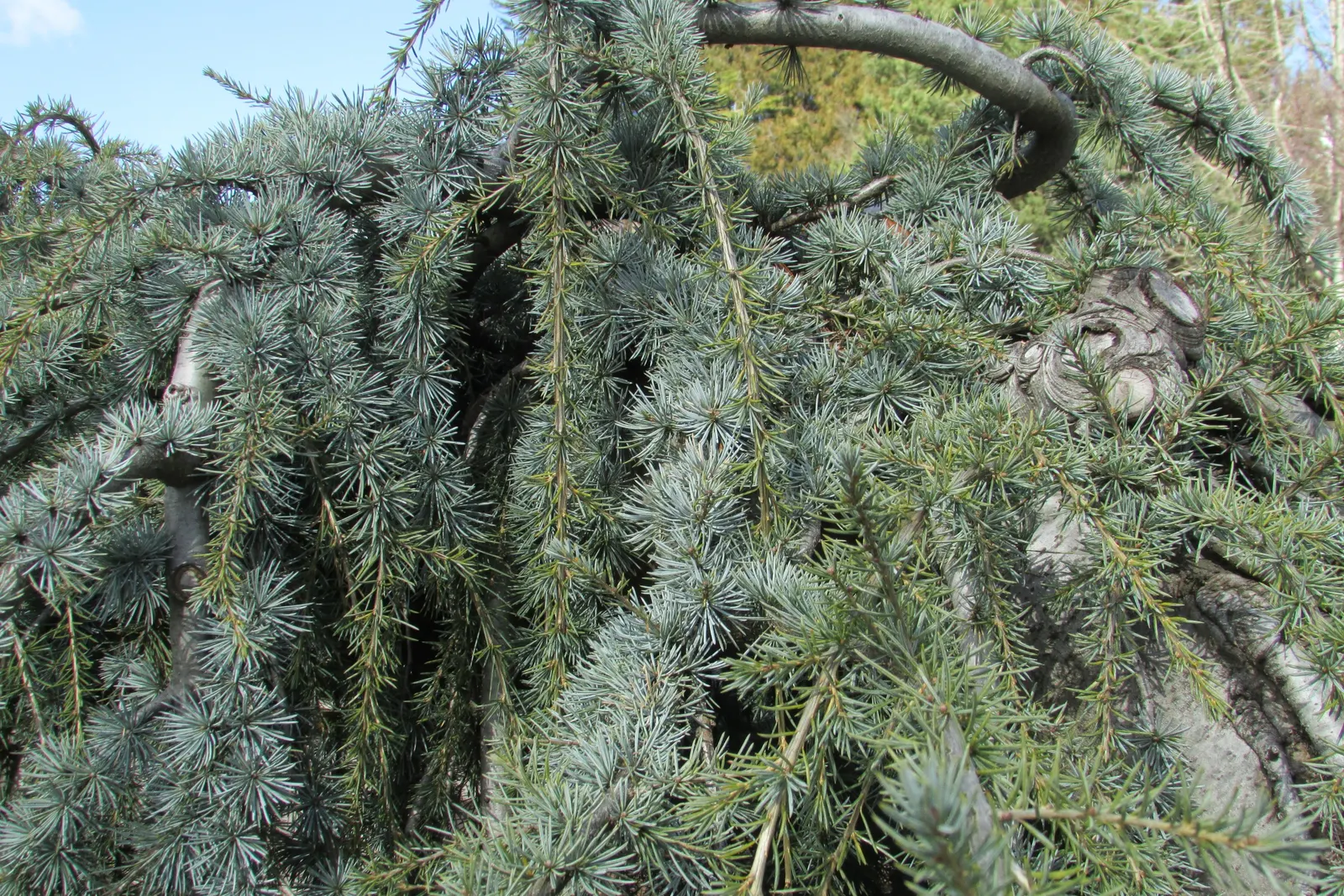Weeping Blue Atlas Cedar (Cedrus Atlantica 'Glauca Pendula') — When staked, it can reach heights of 10 to 15 feet and spread out 6 to 10 feet