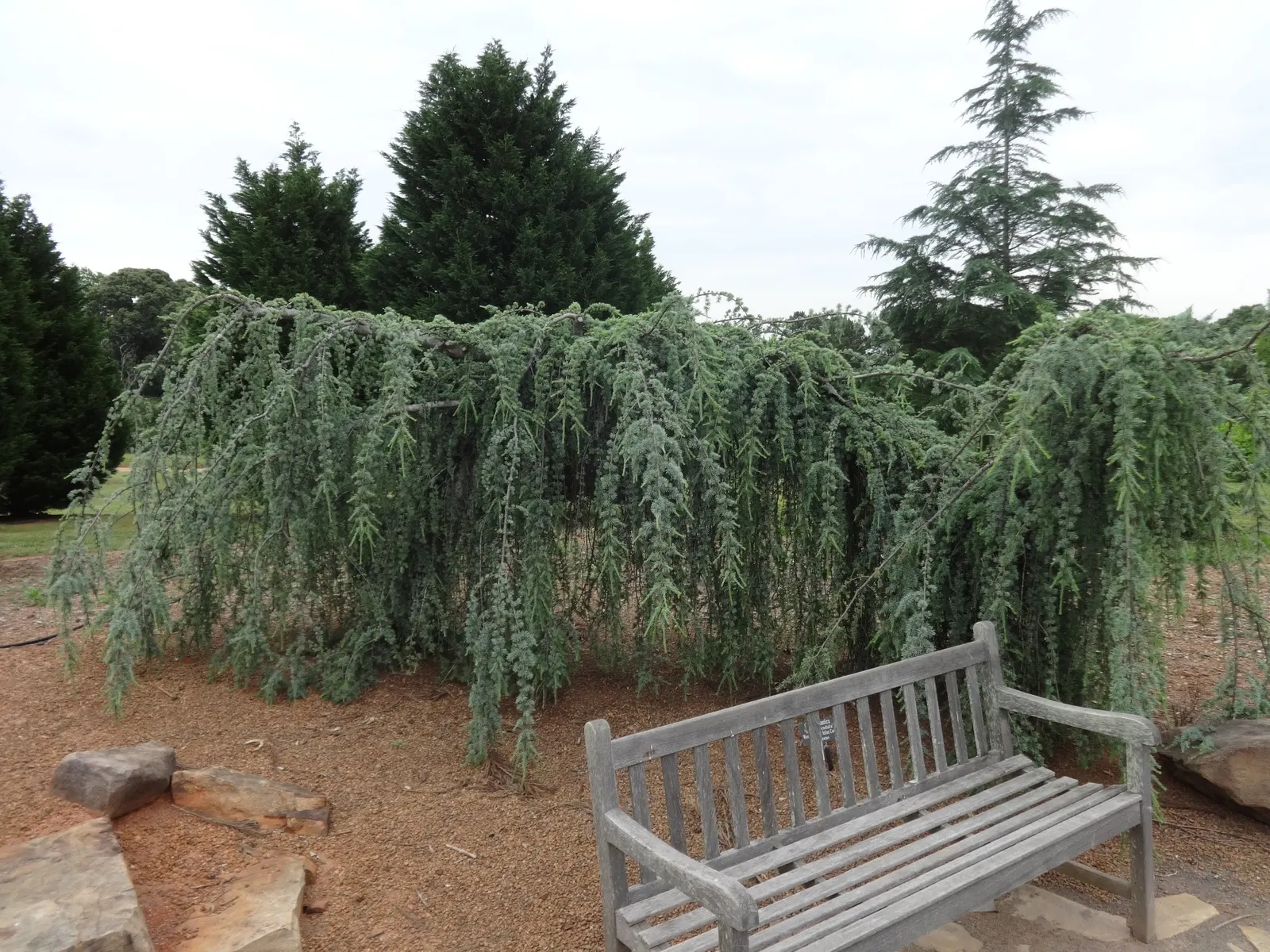 Weeping Blue Atlas Cedar (Cedrus Atlantica 'Glauca Pendula') — is a captivating and eye-catching conifer that brings a dramatic flair to any landscape design