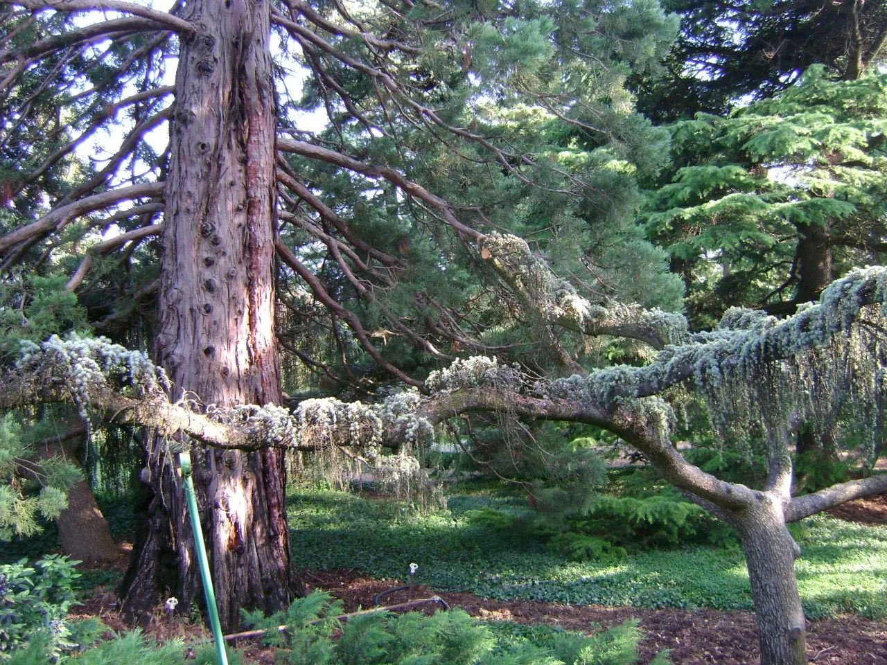Weeping Blue Atlas Cedar (Cedrus Atlantica 'Glauca Pendula') — Weeping Blue Atlas Cedar (Cedrus atlantica 'Glauca Pendula') is a dramatic