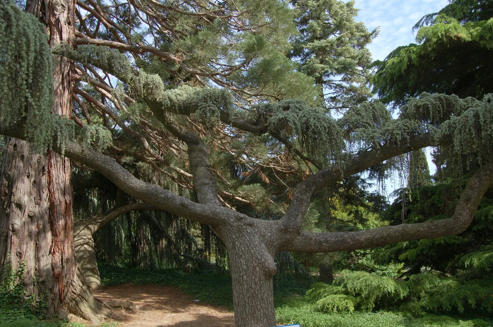 Weeping Blue Atlas Cedar (Cedrus Atlantica 'Glauca Pendula') — scientifically known as Cedrus atlantica 'Glauca Pendula'