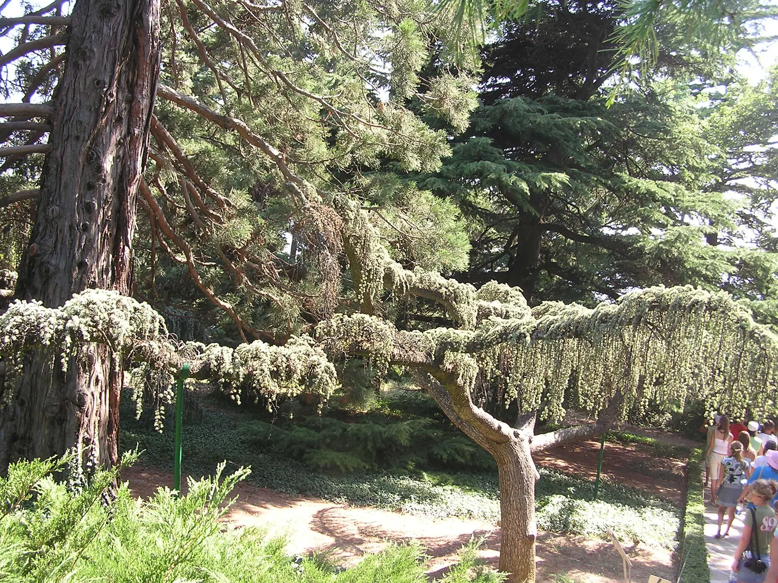 Weeping Blue Atlas Cedar (Cedrus Atlantica 'Glauca Pendula') — drooping evergreen with silvery-blue needles