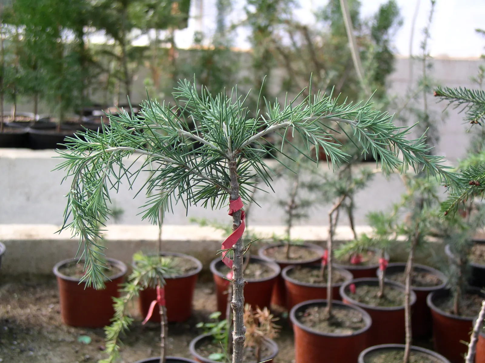Weeping Blue Atlas Cedar (Cedrus Atlantica 'Glauca Pendula') — it tends to sprawl across the ground