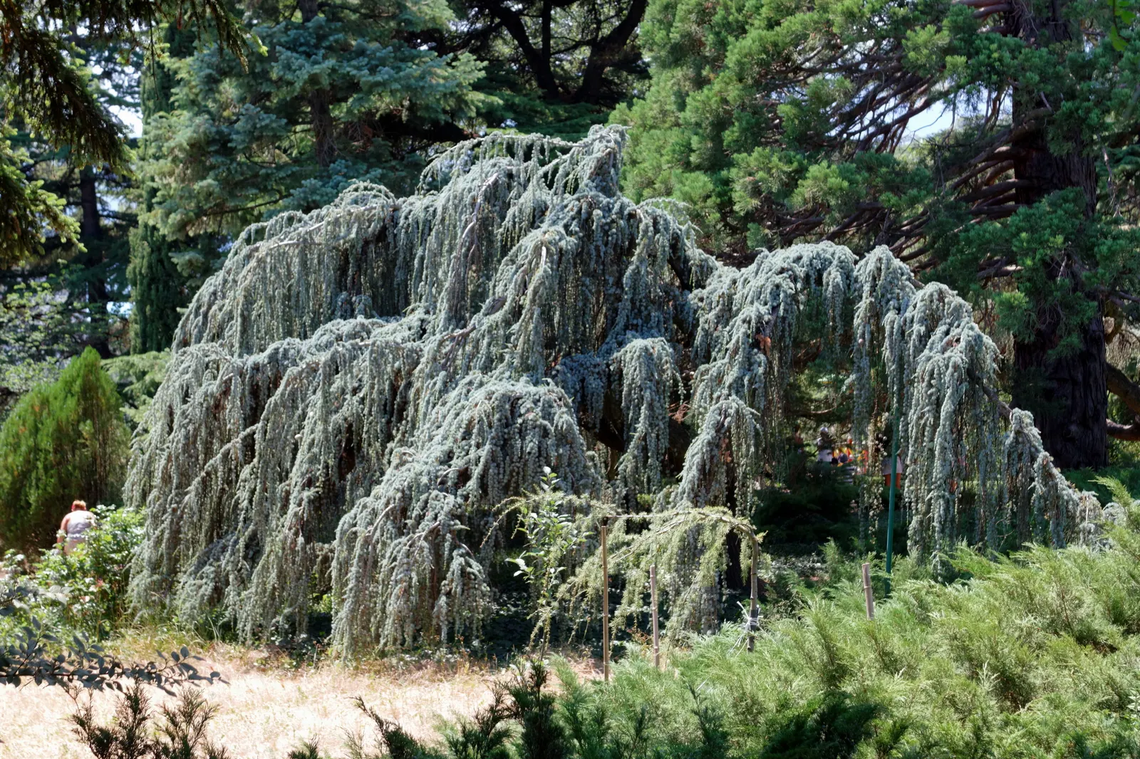 Weeping Blue Atlas Cedar (Cedrus Atlantica 'Glauca Pendula') — This specimen offers a unique