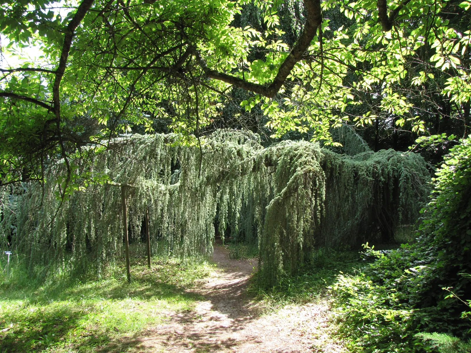 Weeping Blue Atlas Cedar (Cedrus Atlantica 'Glauca Pendula') — reaching up to 10 feet high and spreading 15-20 feet wide