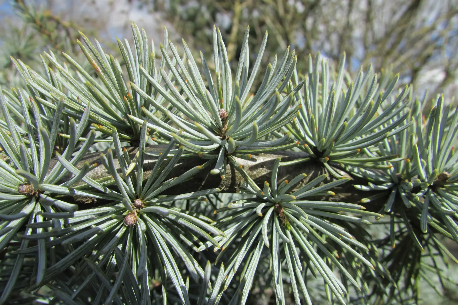 Weeping Blue Atlas Cedar (Cedrus Atlantica 'Glauca Pendula') — It thrives in USDA Hardiness Zones 6 through 9