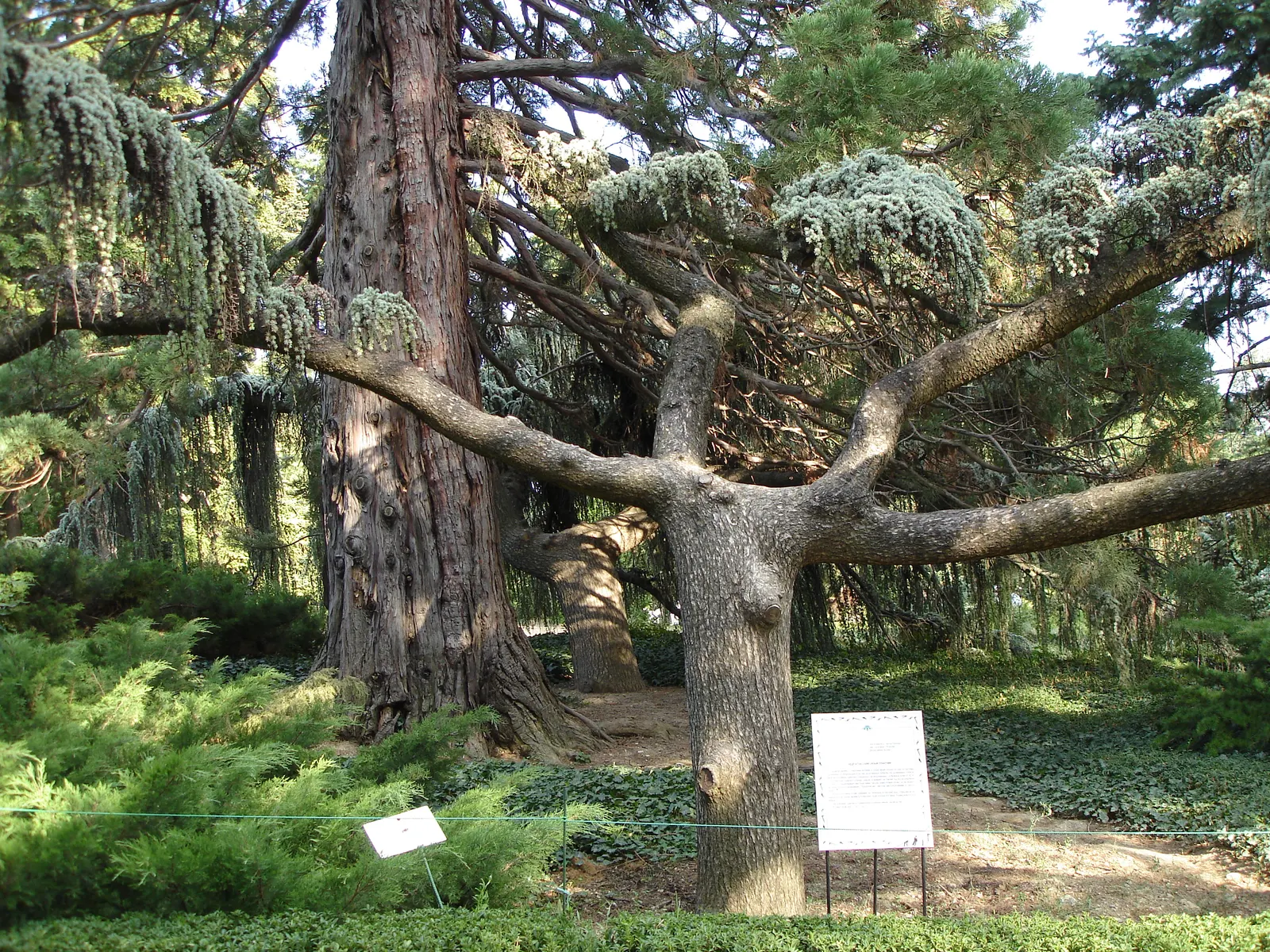 Weeping Blue Atlas Cedar (Cedrus Atlantica 'Glauca Pendula') — Hardy in USDA zones 6-9, it‚Äôs adaptable but requires space to showcase its pendulous form