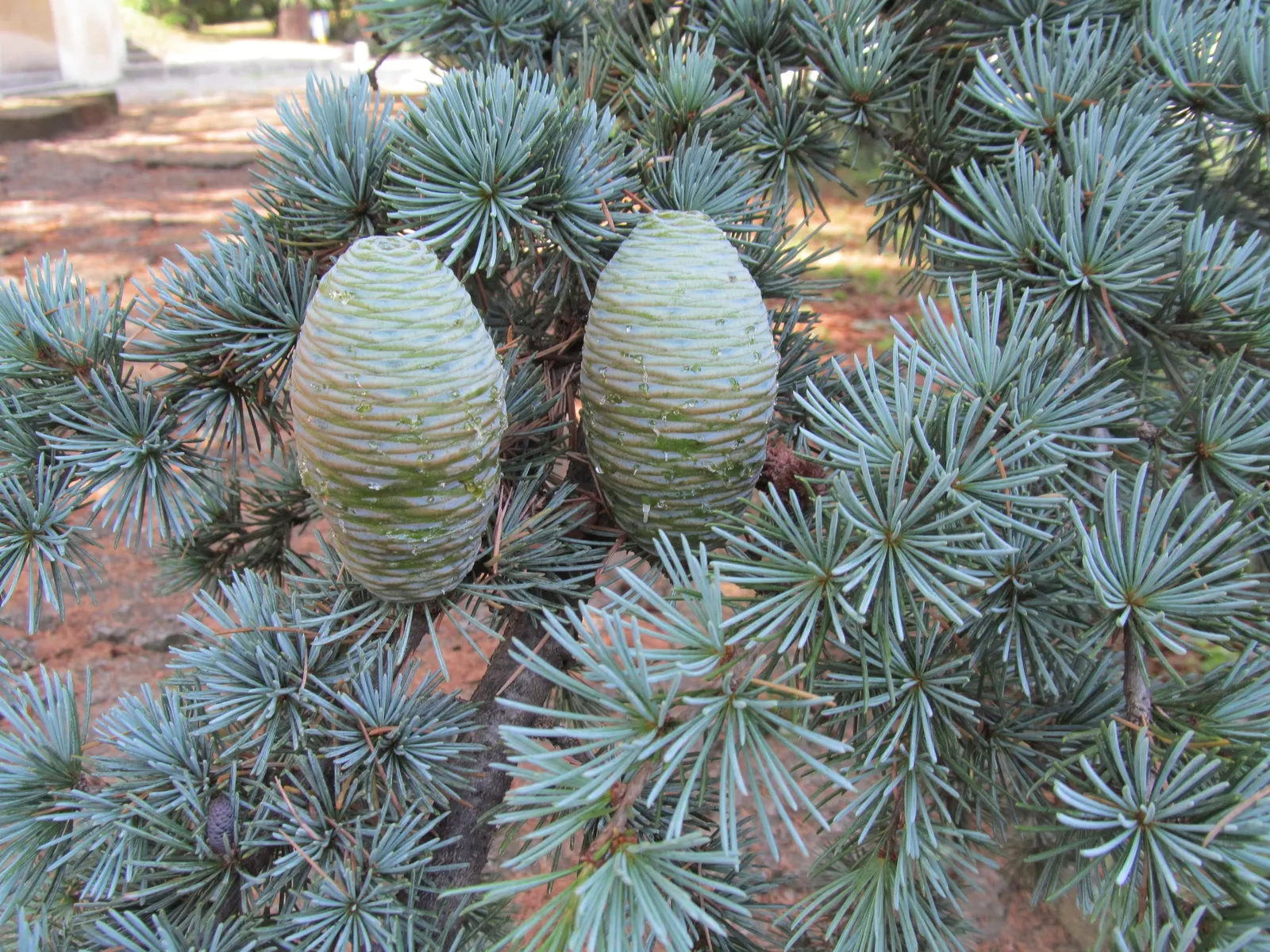 Weeping Blue Atlas Cedar (Cedrus Atlantica 'Glauca Pendula') — Perfect as a focal point, it prefers full sun and well-drained soil