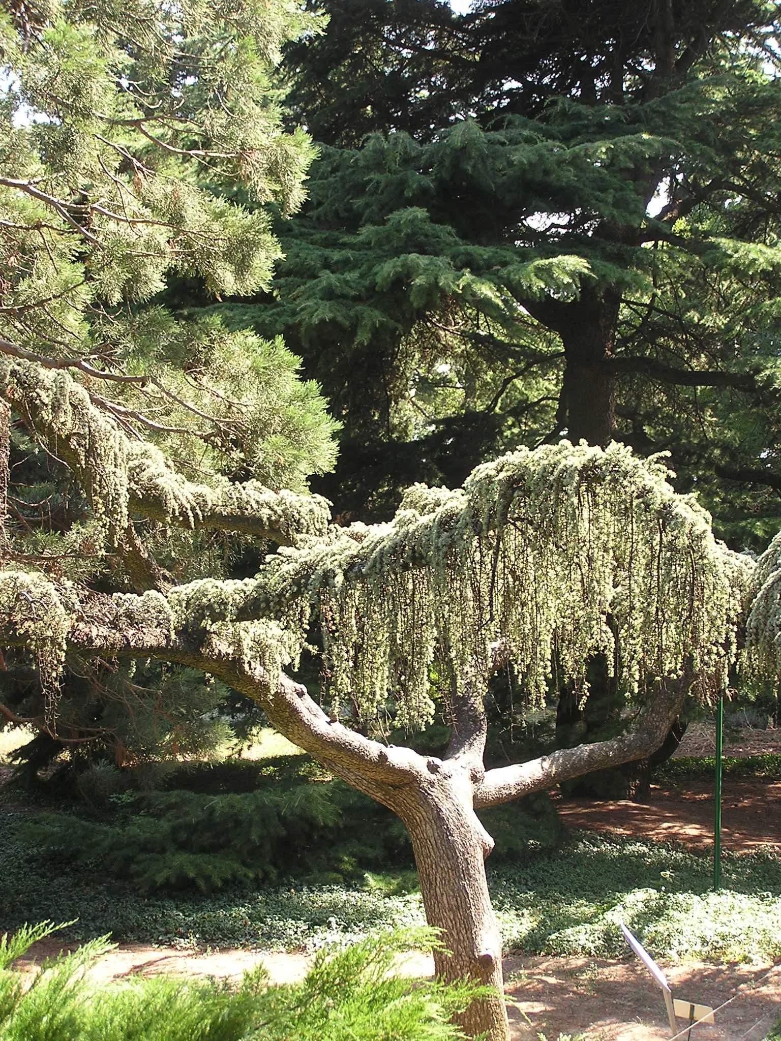 Weeping Blue Atlas Cedar (Cedrus Atlantica 'Glauca Pendula') — Regular pruning maintains its shape