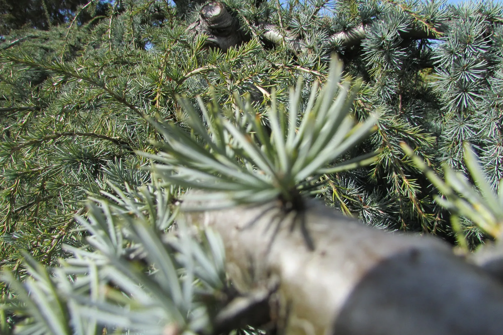 Weeping Blue Atlas Cedar (Cedrus Atlantica 'Glauca Pendula') — creating a ground cover effect flush with silvery-blue needles