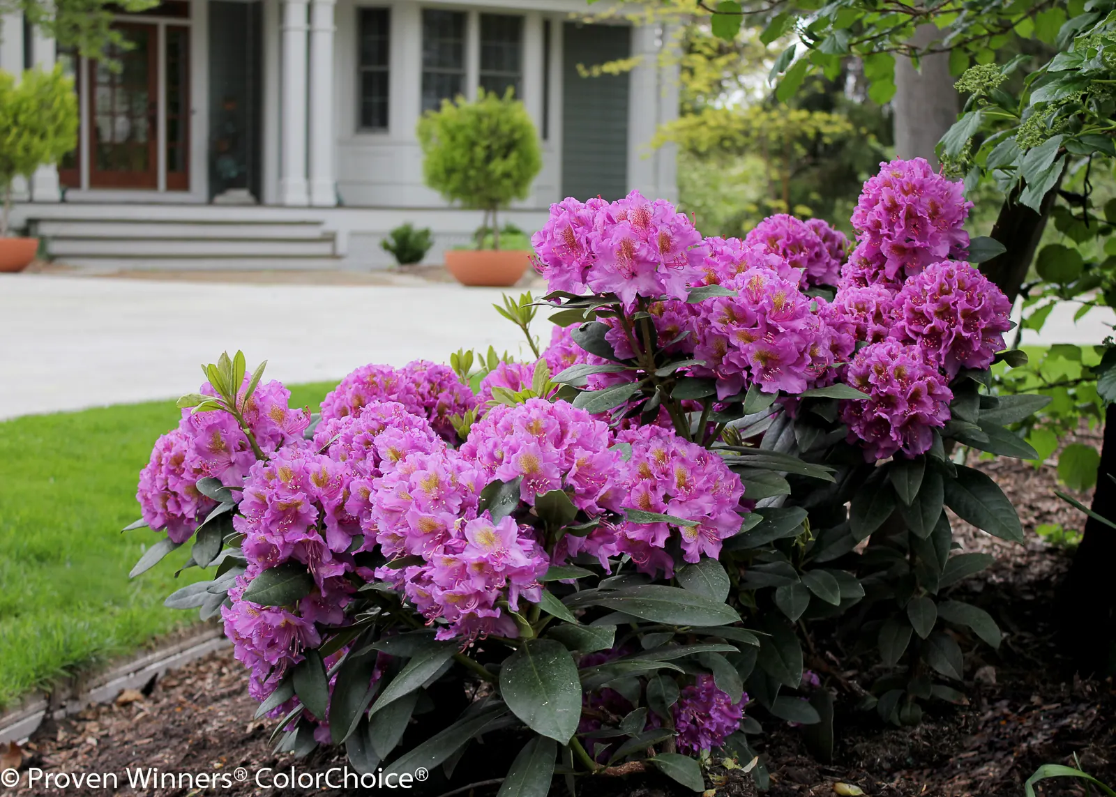 Purple Rhododendron (Rhododendron x) — Proven Winners - Dandy Man® Purple - Rhododendron x purple plant details, information and resources