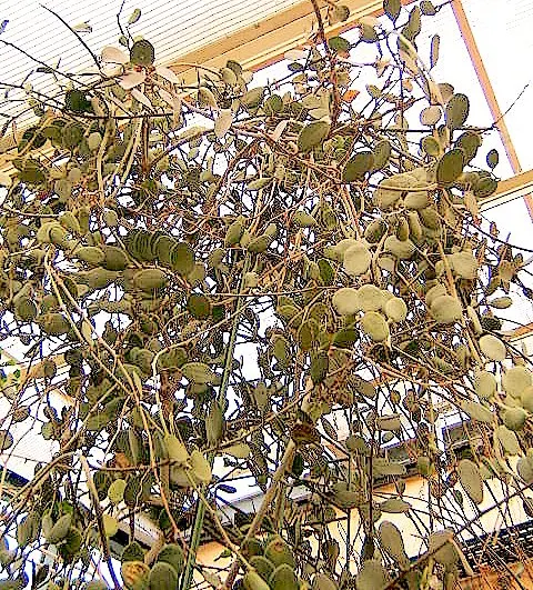 Silver Dollar Plant (Crassula Arborescens) — ensuring enough space between to accommodate its full size; especially during the summer growth period