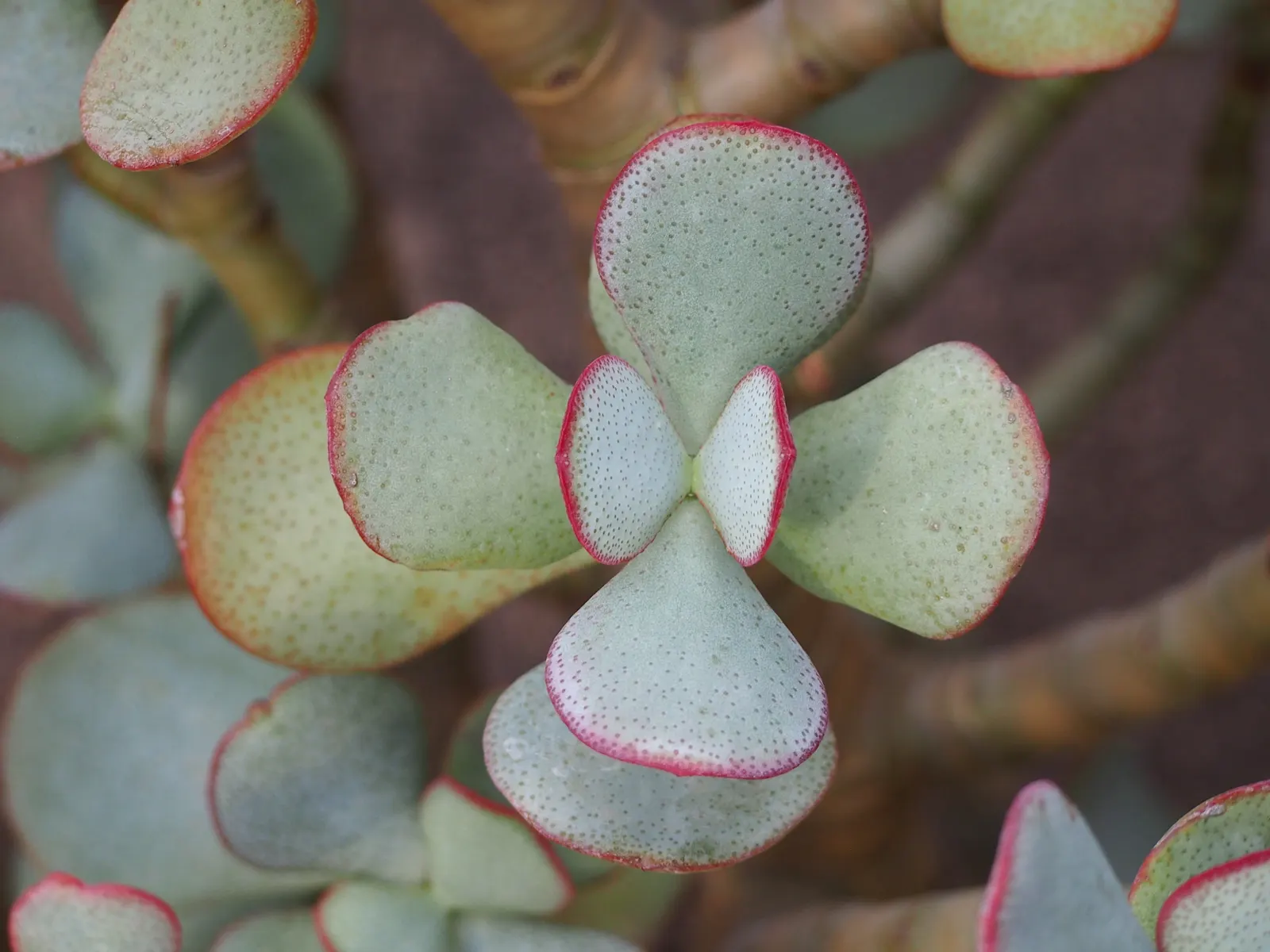 Silver Dollar Plant (Crassula Arborescens) — but it will also allow each Silver Dollar Plant to become an elegant