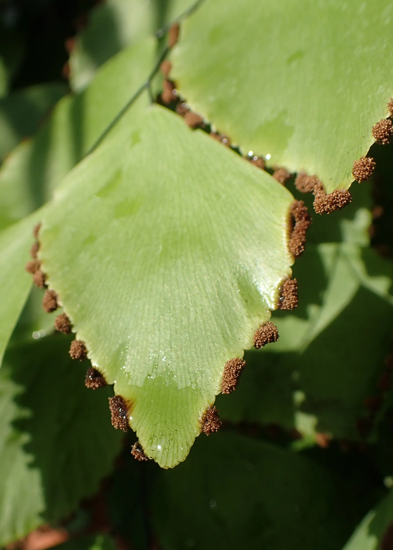 Silver Dollar Plant (Crassula Arborescens) — consider grouping it with other drought-tolerant plants; the Silver Dollar Plant thrives under full sun to partial