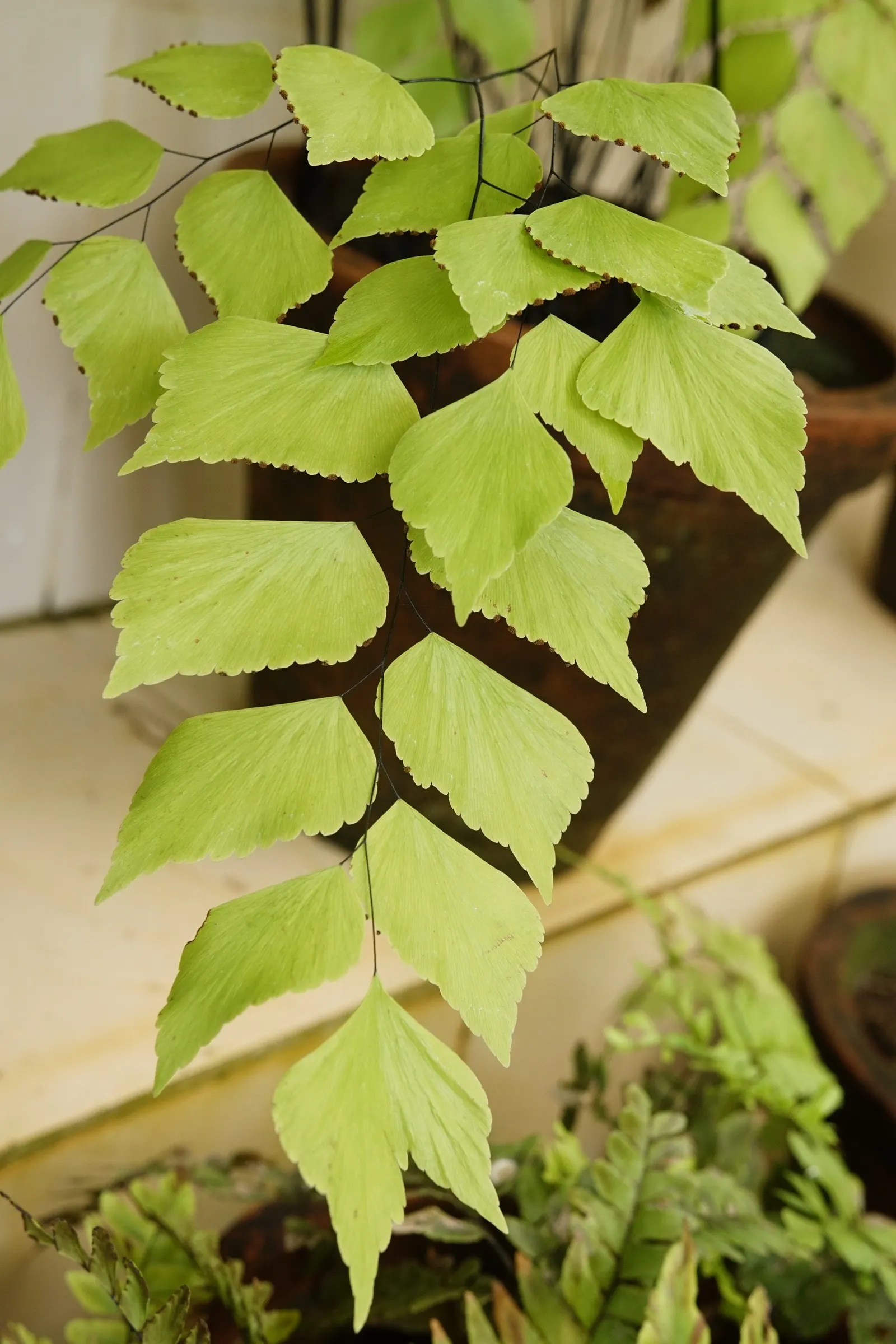 Silver Dollar Plant (Crassula Arborescens) — Water requirements for Crassula arborescens are minimal