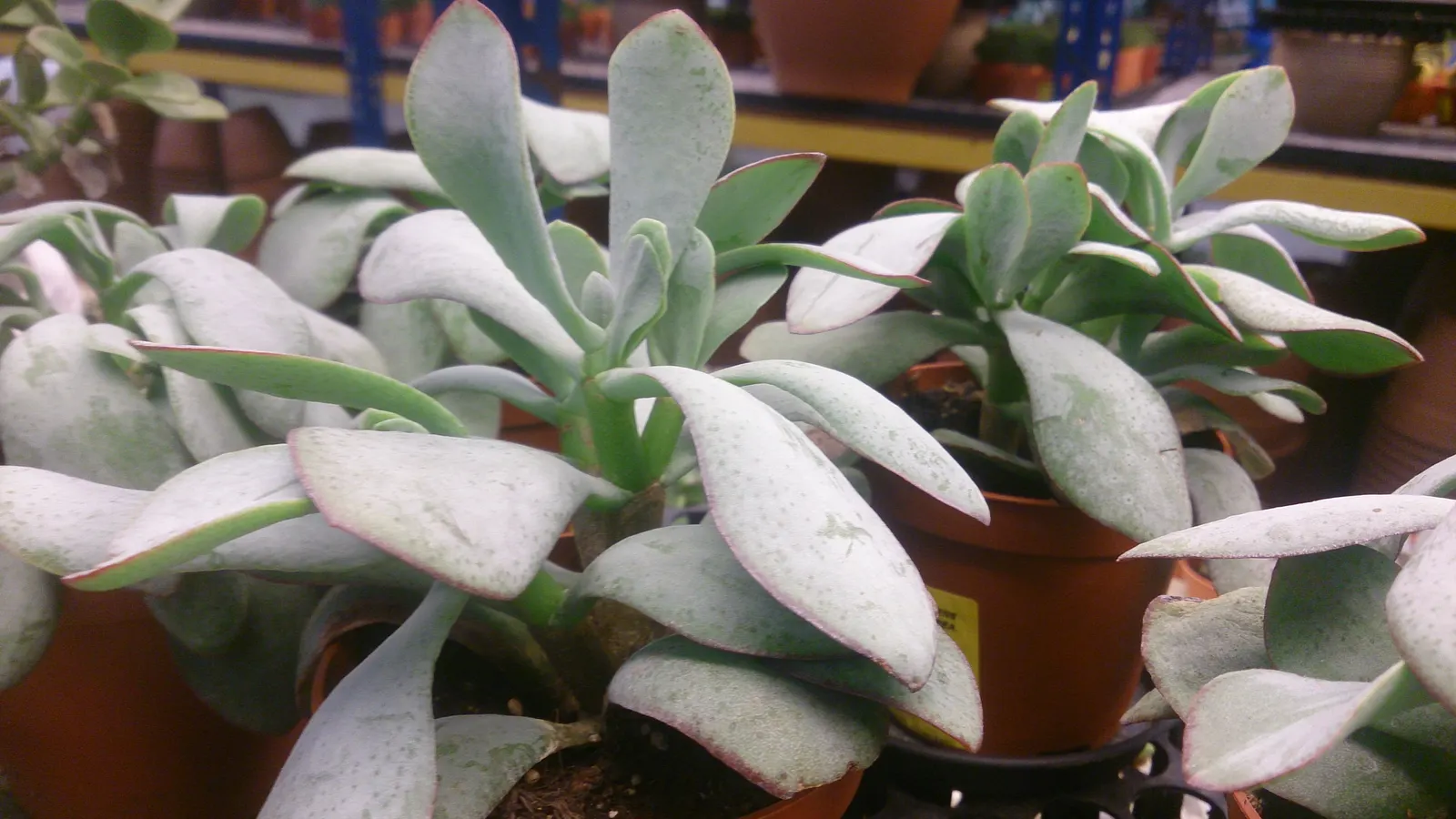 Silver Dollar Plant (Crassula Arborescens) — Not only will this prevent overcrowding; silver Dollar Plant (Crassula arborescens) is an evergreen, image 97