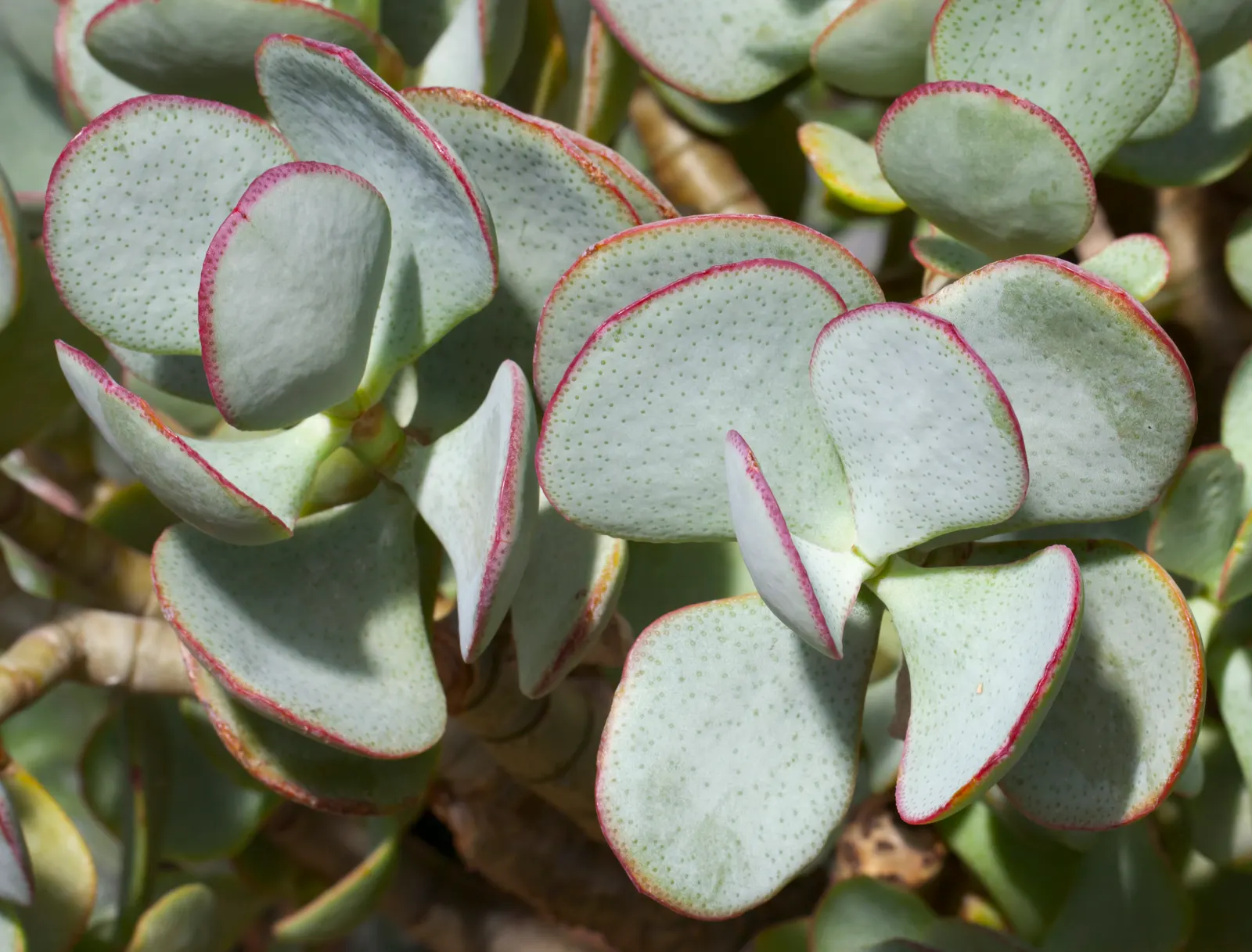 Silver Dollar Plant (Crassula Arborescens) — rounded leaves that exhibit a silvery sheen; giving them a lustrous appearance akin to glittering coins