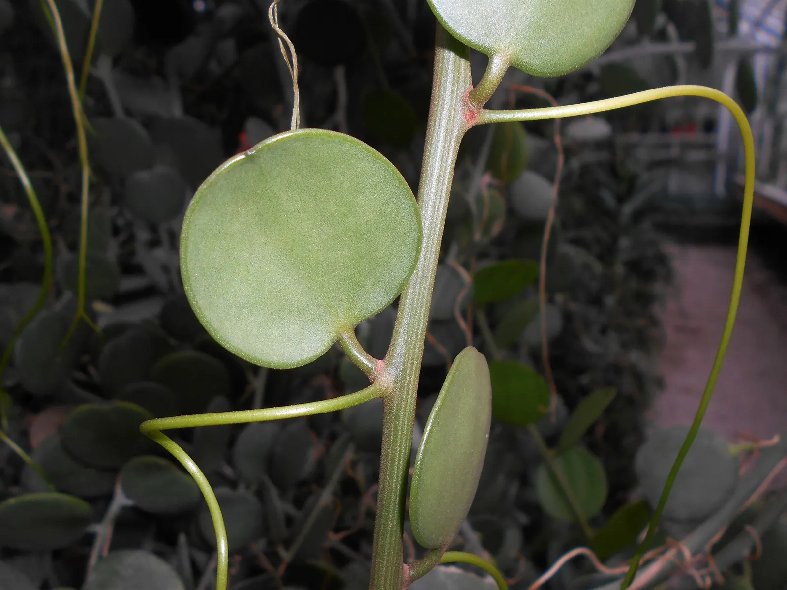 Silver Dollar Plant (Crassula Arborescens) — making it suitable for xeriscaping or regions with limited rainfall.<br><br>During the cooler months, image 88