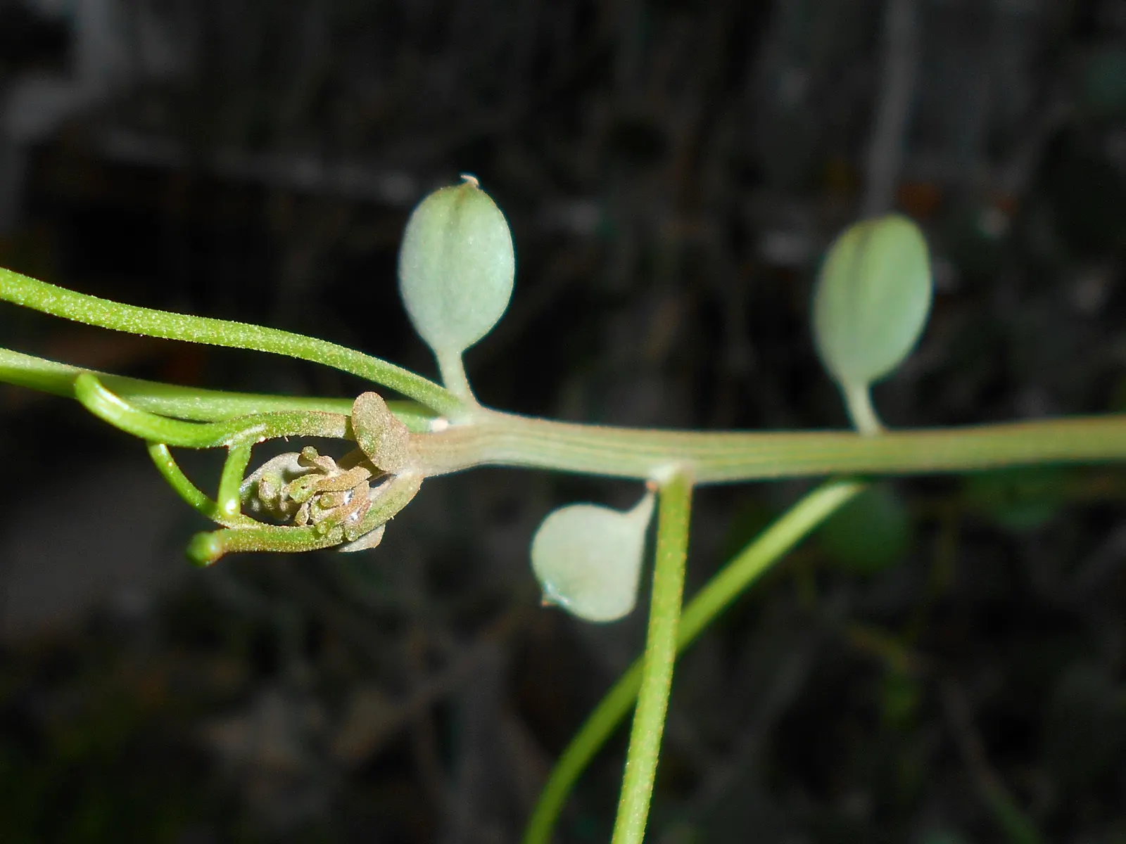 Silver Dollar Plant (Crassula Arborescens) — Silver Dollar Plant (Crassula arborescens) is an evergreen succulent with fleshy