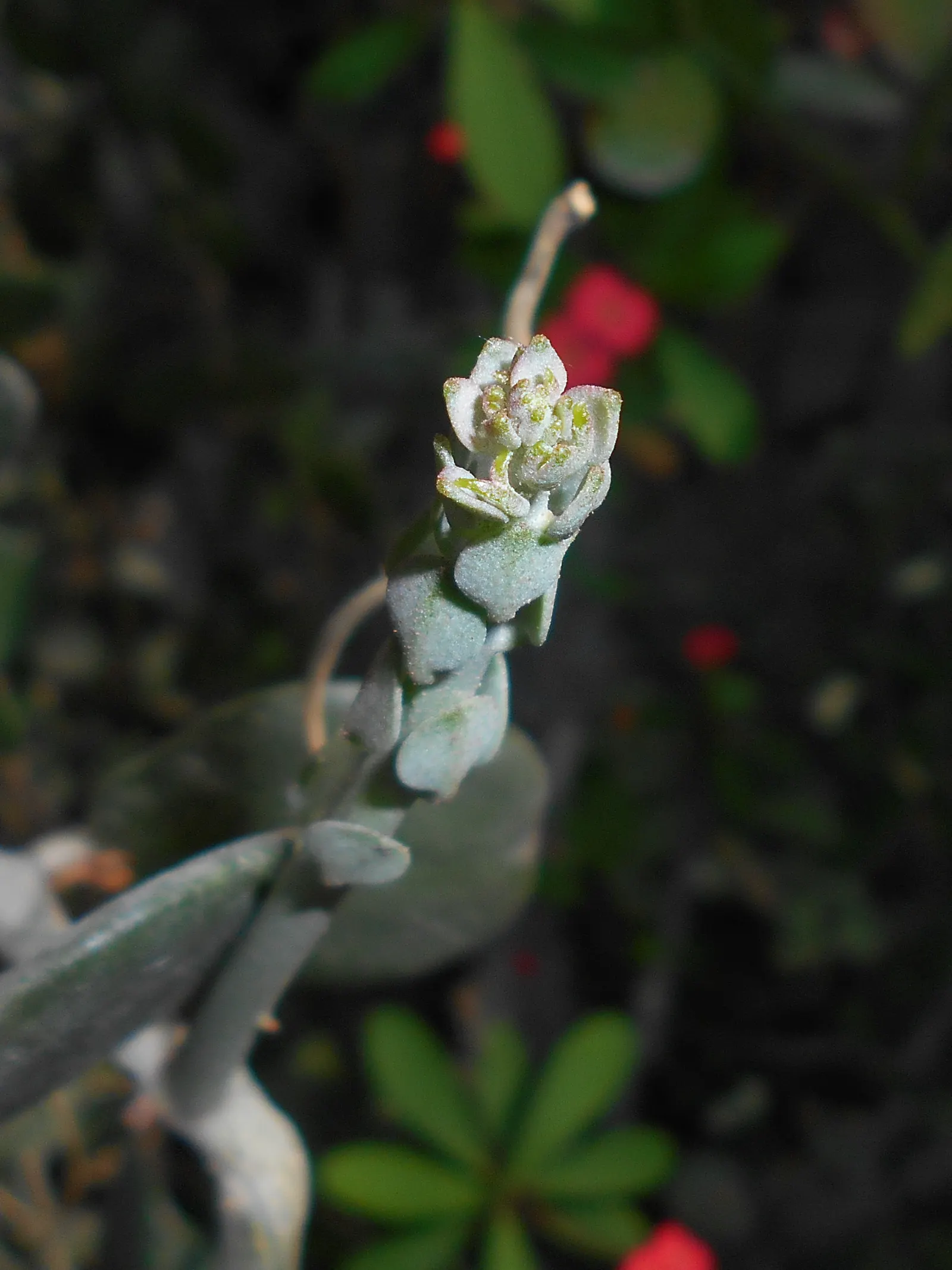 Silver Dollar Plant (Crassula Arborescens) — but it will also allow each Silver Dollar Plant to become an elegant; is a captivating succulent that, image 98