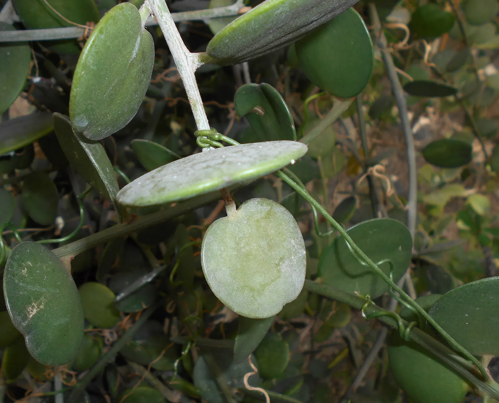 Silver Dollar Plant (Crassula Arborescens) — It requires well-drained soil and full sun to partial shade; shrub / succulent for full or half, image 54