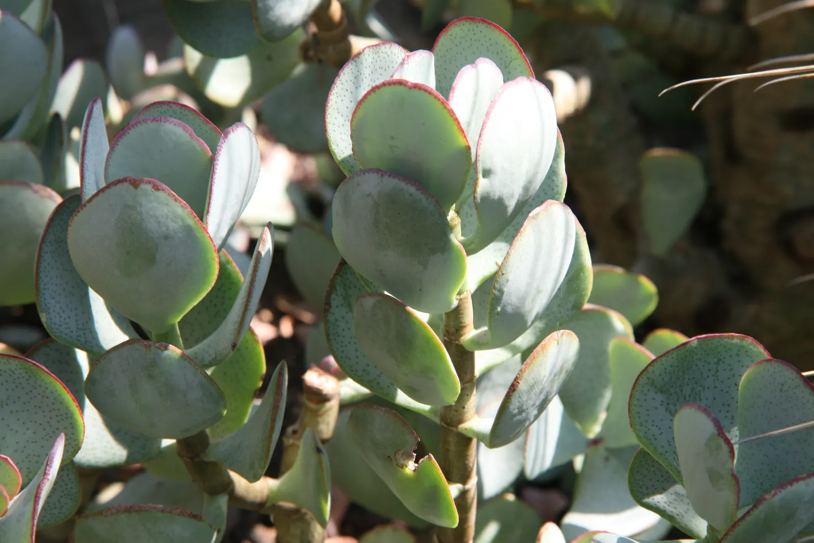 Silver Dollar Plant (Crassula Arborescens) — Water requirements for Crassula arborescens are minimal; adding a delicate contrast to the sturdy foliage