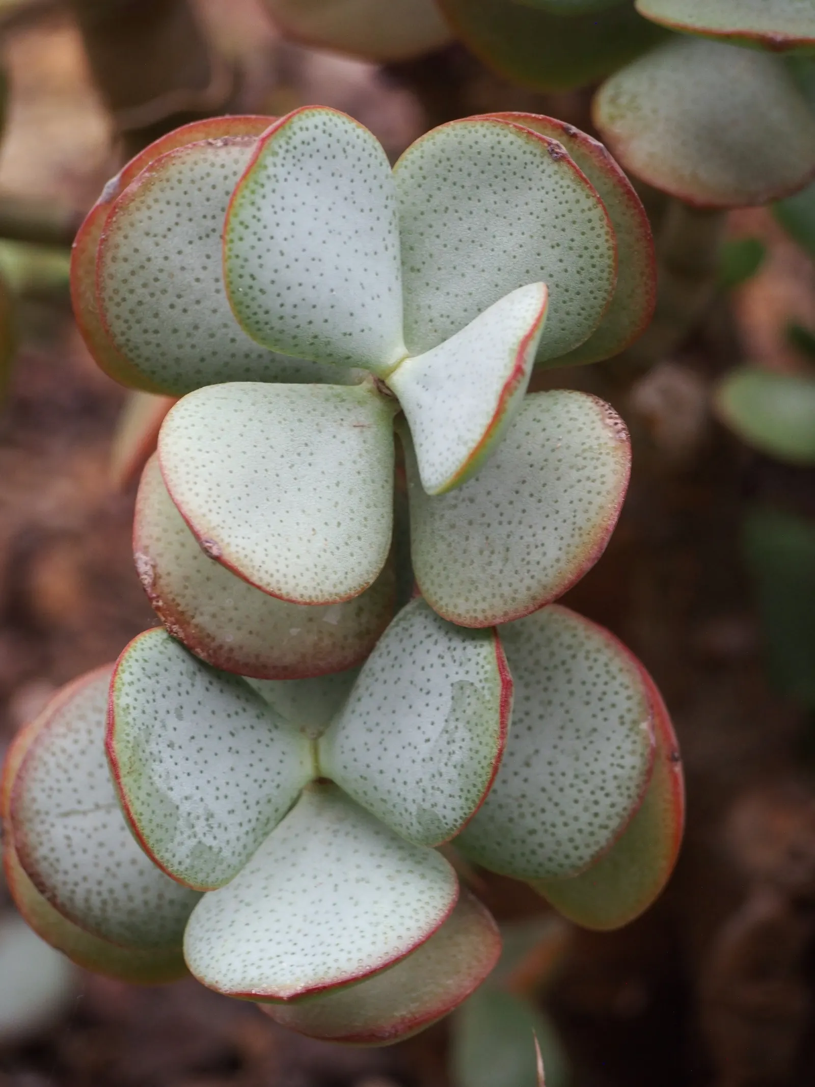 Silver Dollar Plant (Crassula Arborescens) — In winter, it blooms with small pink flowers, adding seasonal interest to low-maintenance landscapes, image 81