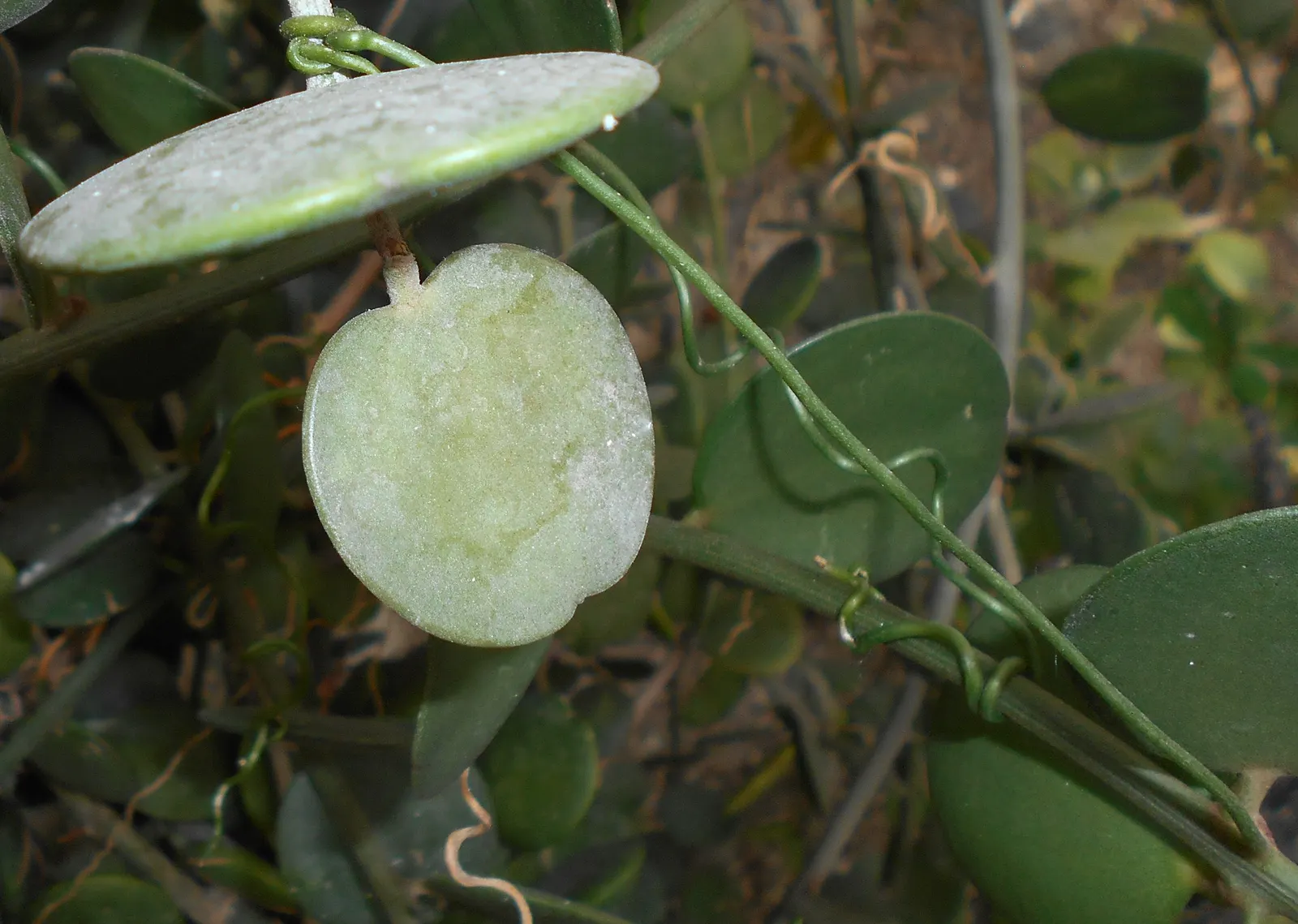 Silver Dollar Plant (Crassula Arborescens) — ensuring enough space between to accommodate its full size; especially during the summer growth period, image 71