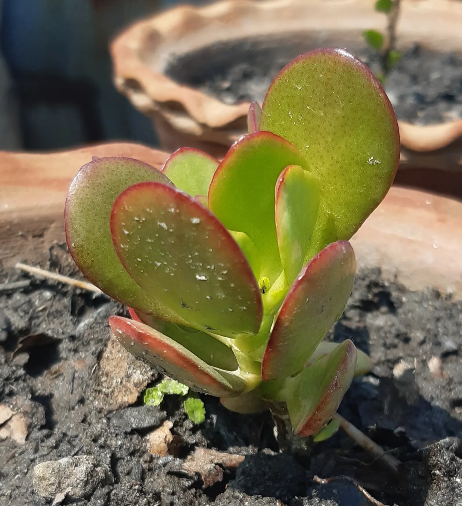 Silver Dollar Plant (Crassula Arborescens) — shrub / succulent for full or half; not only will this prevent overcrowding, image 75