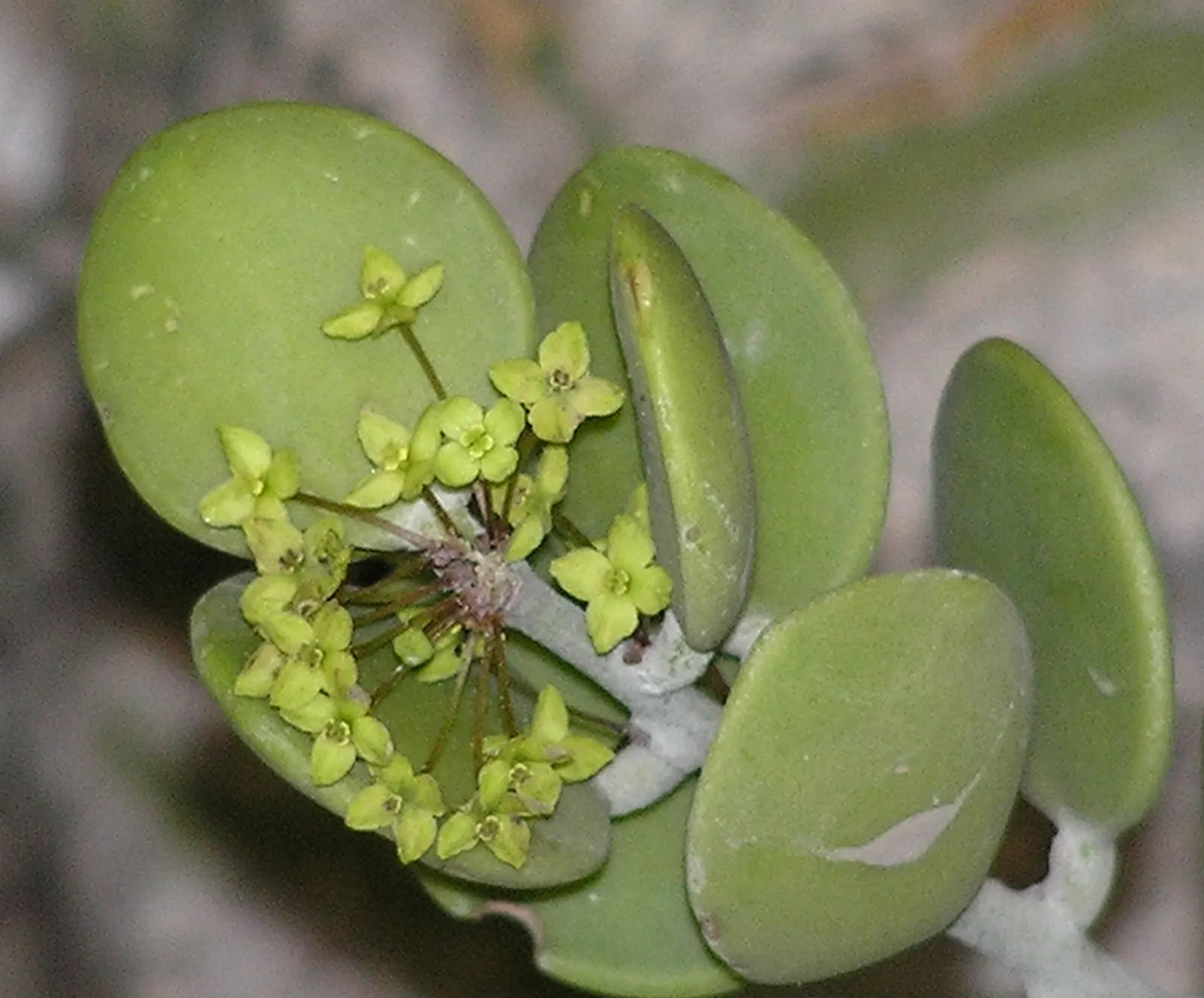 Silver Dollar Plant (Crassula Arborescens) — In winter, it blooms with small pink flowers, adding seasonal interest to low-maintenance landscapes; if