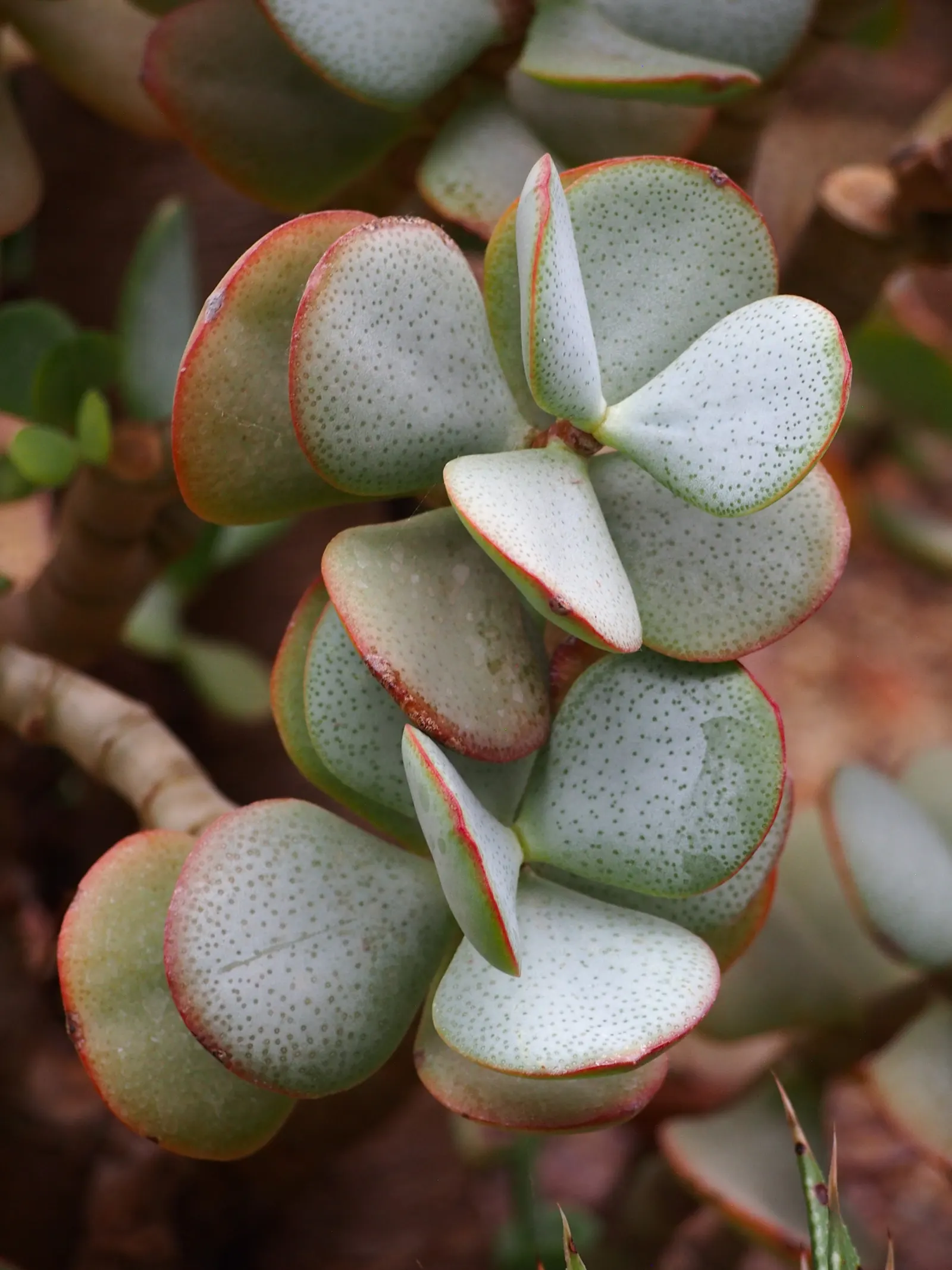 Silver Dollar Plant (Crassula Arborescens) — rounded leaves that exhibit a silvery sheen; giving them a lustrous appearance akin to glittering coins, image 52