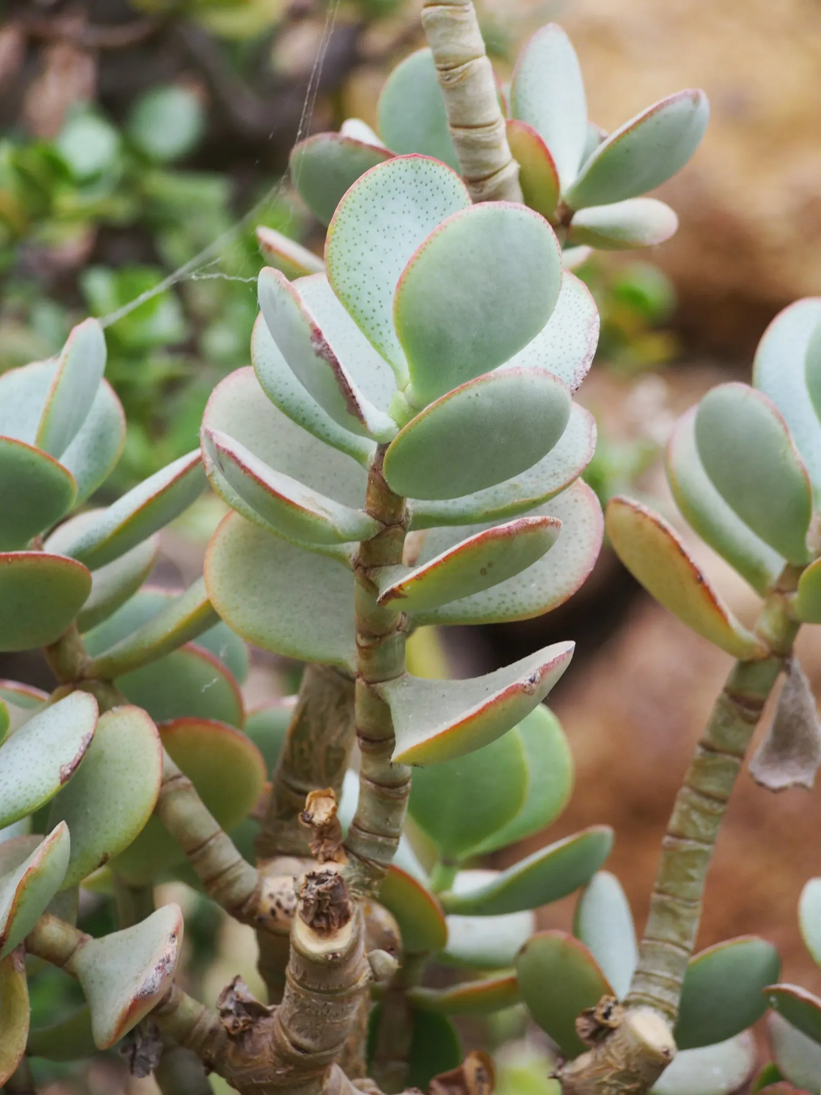 Silver Dollar Plant (Crassula Arborescens) — if temperatures remain above 30&deg;F; consider grouping it with other drought-tolerant plants
