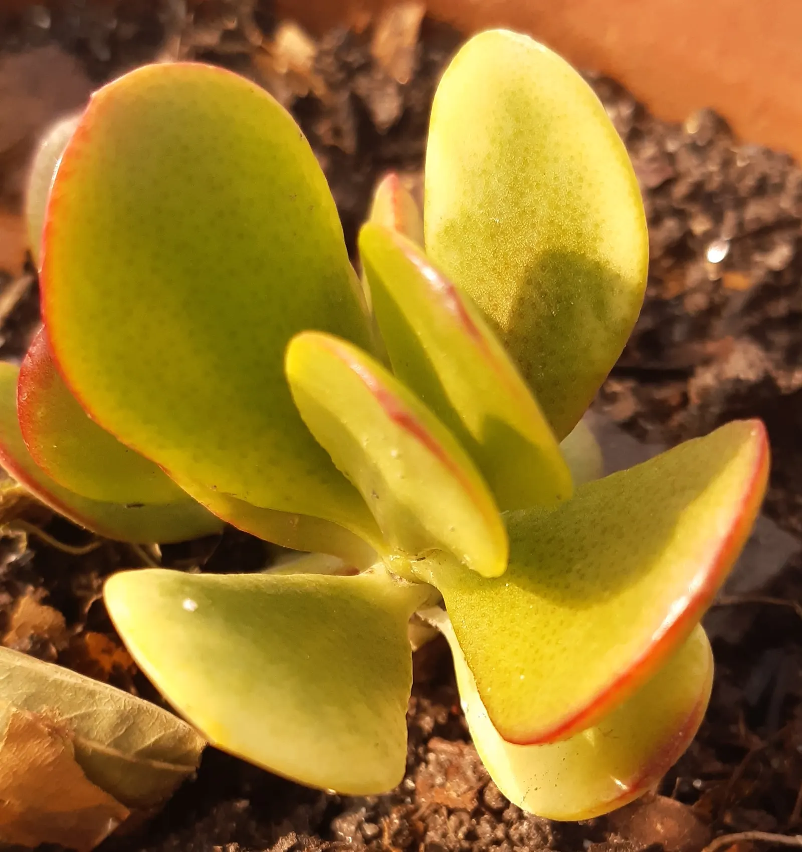 Silver Dollar Plant (Crassula Arborescens) — making it suitable for xeriscaping or regions with limited rainfall.<br><br>During the cooler months, image 113