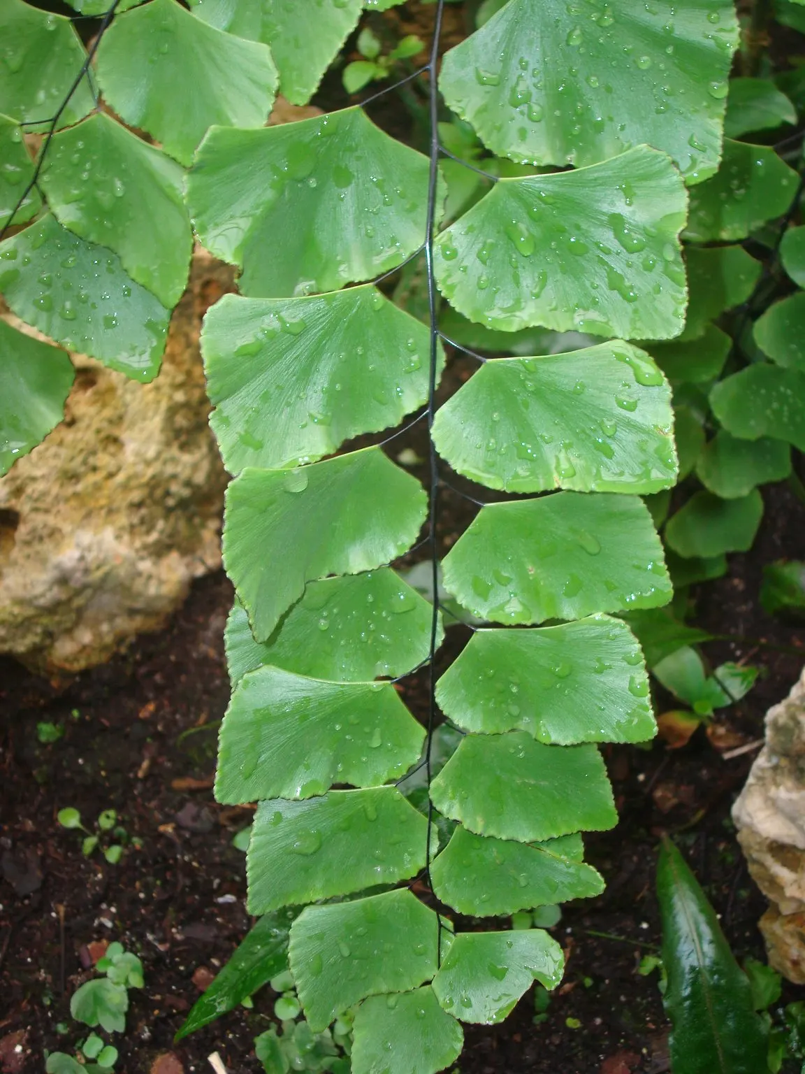 Silver Dollar Plant (Crassula Arborescens) — Minimal water needs make it ideal for xeriscapes; commonly referred to as the Silver Dollar Plant