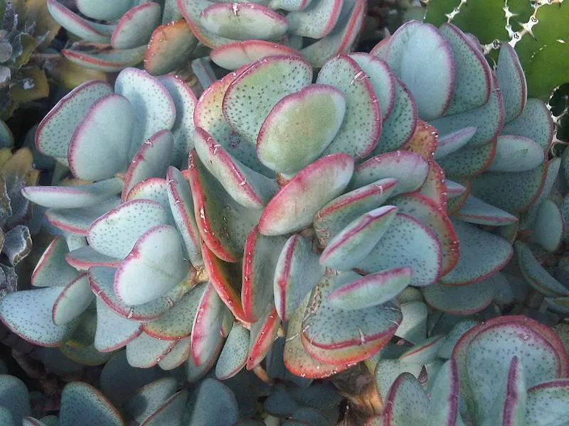 Silver Dollar Plant (Crassula Arborescens) — shrub / succulent for full or half