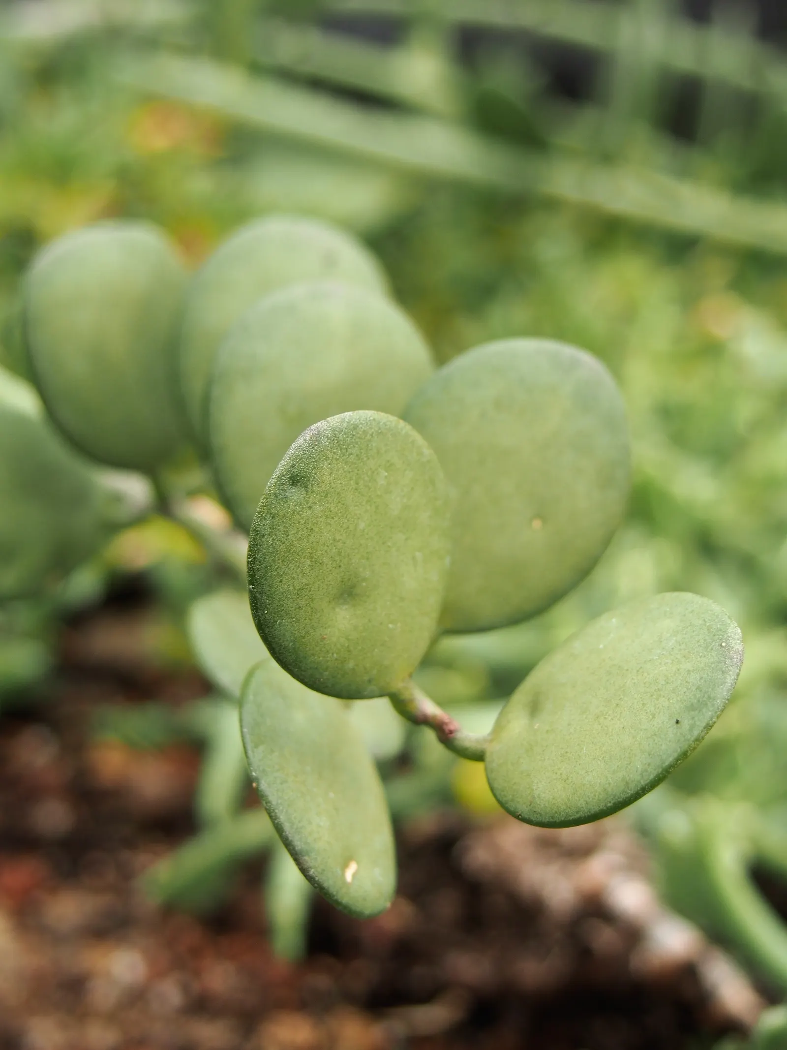 Silver Dollar Plant (Crassula Arborescens) — Silver Dollar Plant (Crassula arborescens) is an evergreen succulent with fleshy; it requires, image 101