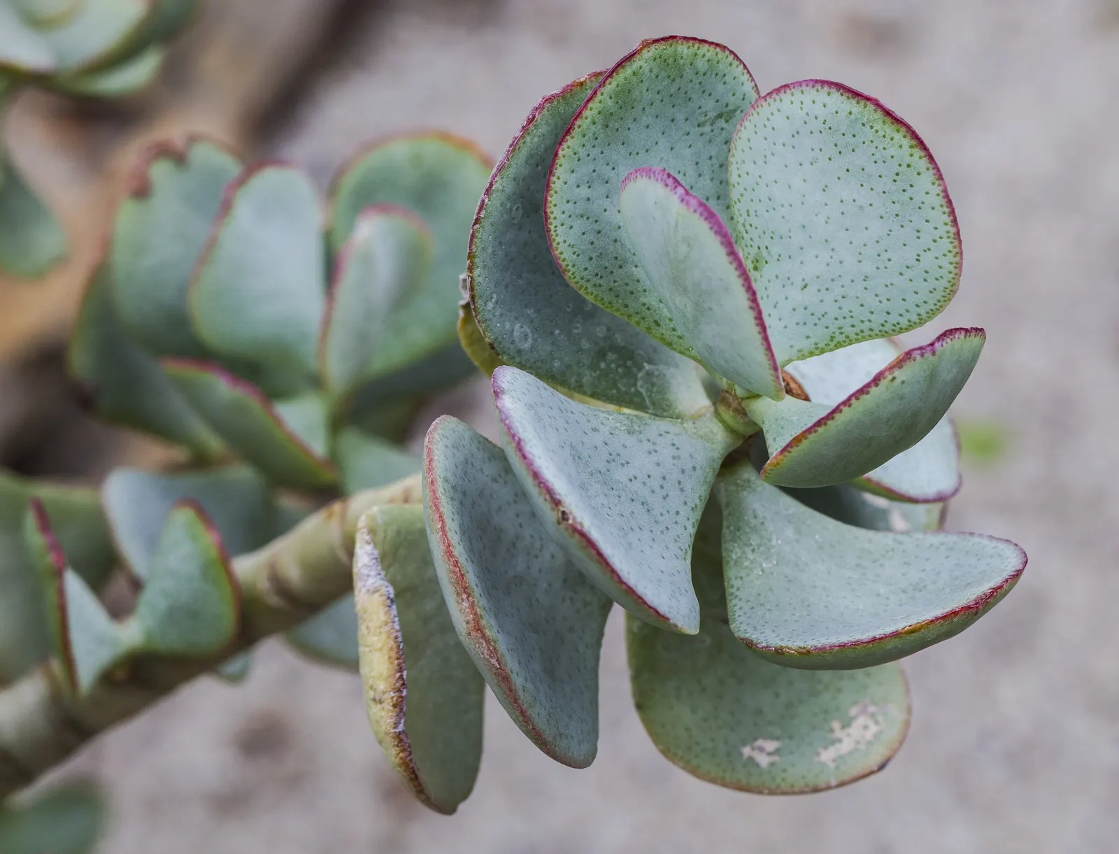 Silver Dollar Plant (Crassula Arborescens) — but it will also allow each Silver Dollar Plant to become an elegant; is a captivating succulent that offers both